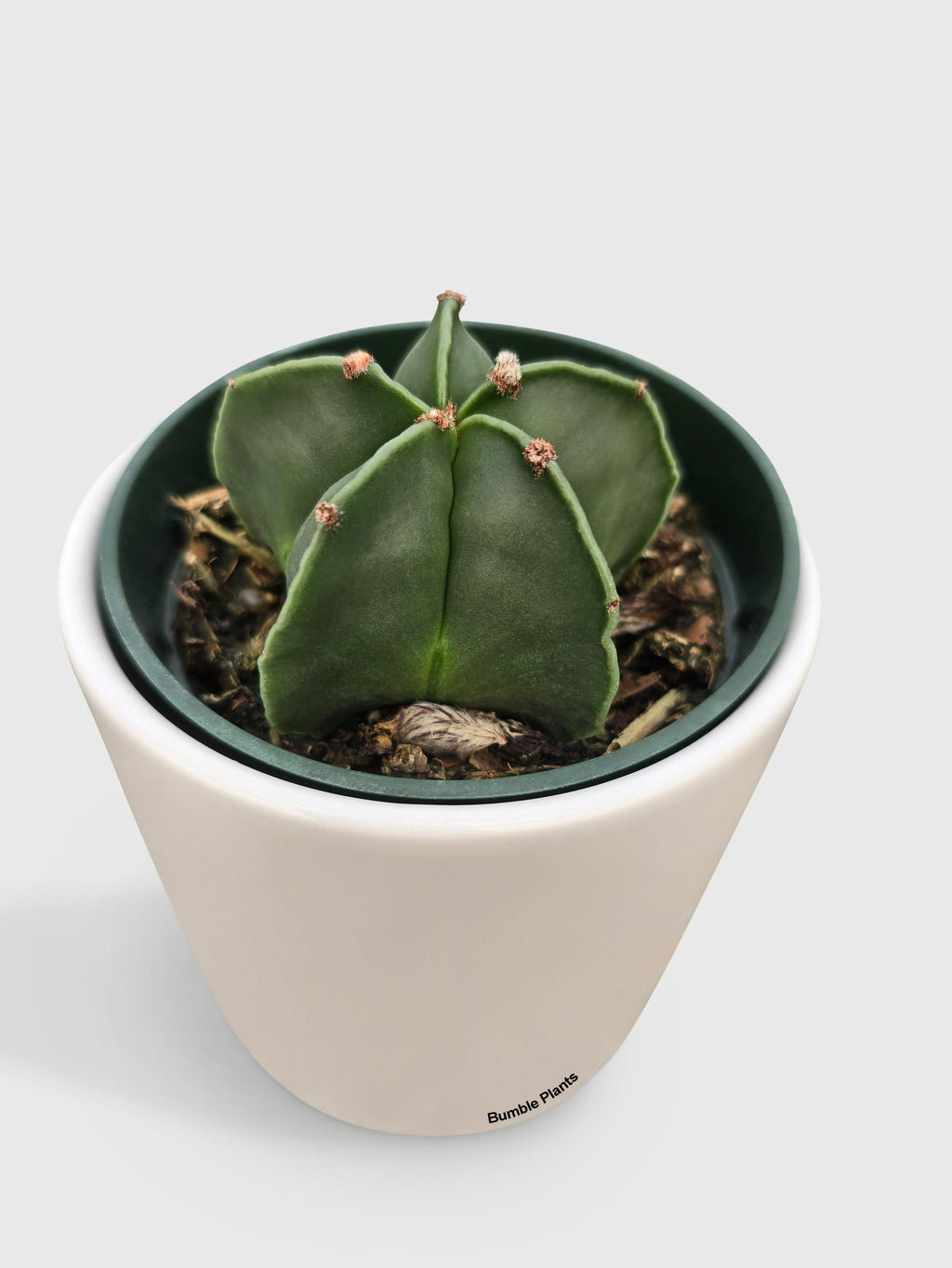 Bishop Star Cap Cactus 'Astrophytum Myriostigma' | Heirloom Boulevard