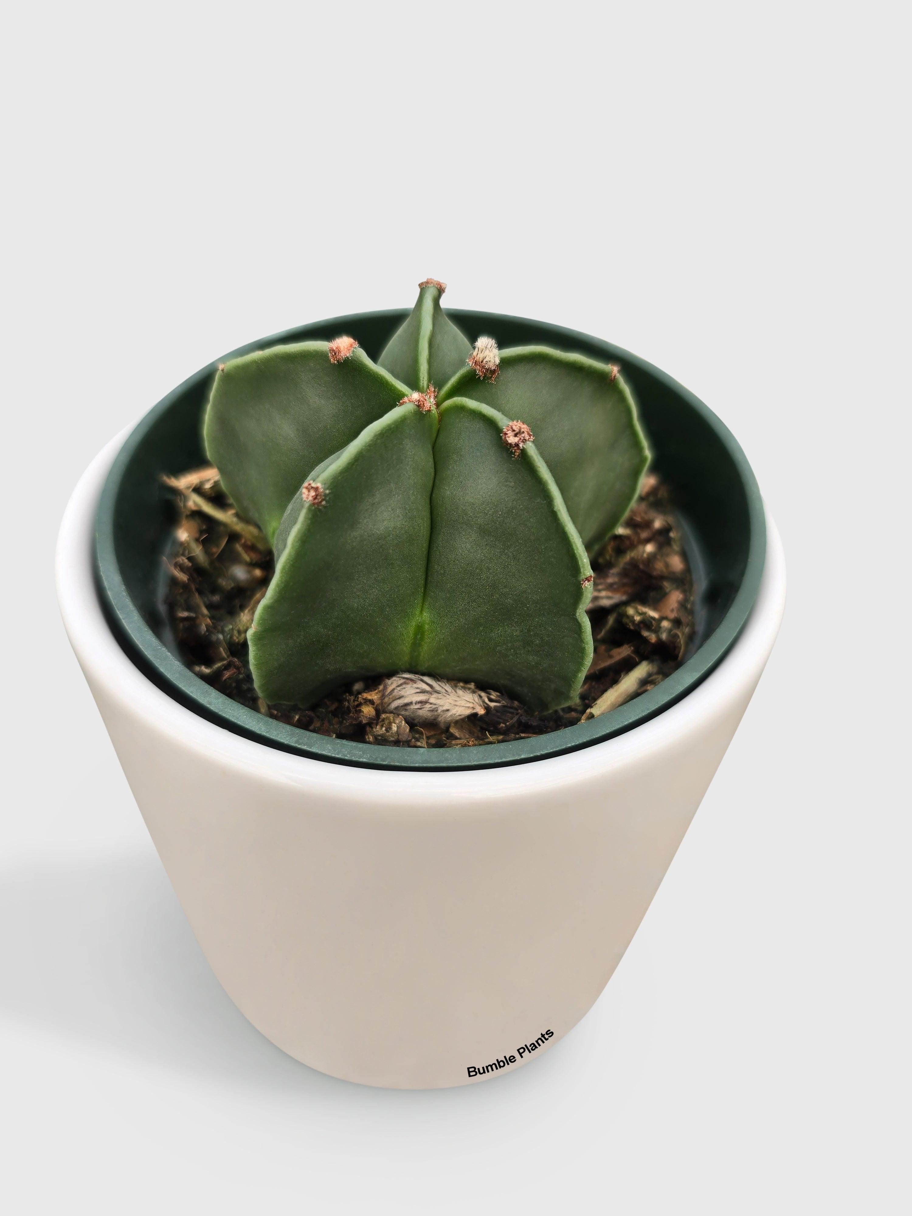 Bishop Star Cap Cactus 'Astrophytum Myriostigma' | Heirloom Boulevard