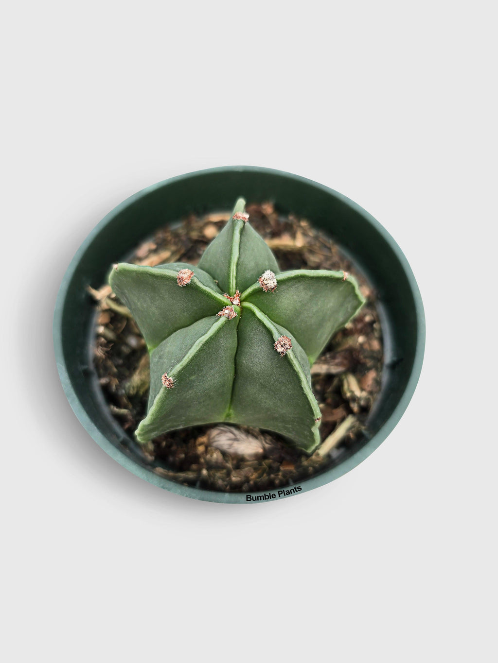 Bishop Star Cap Cactus 'Astrophytum Myriostigma' | Heirloom Boulevard
