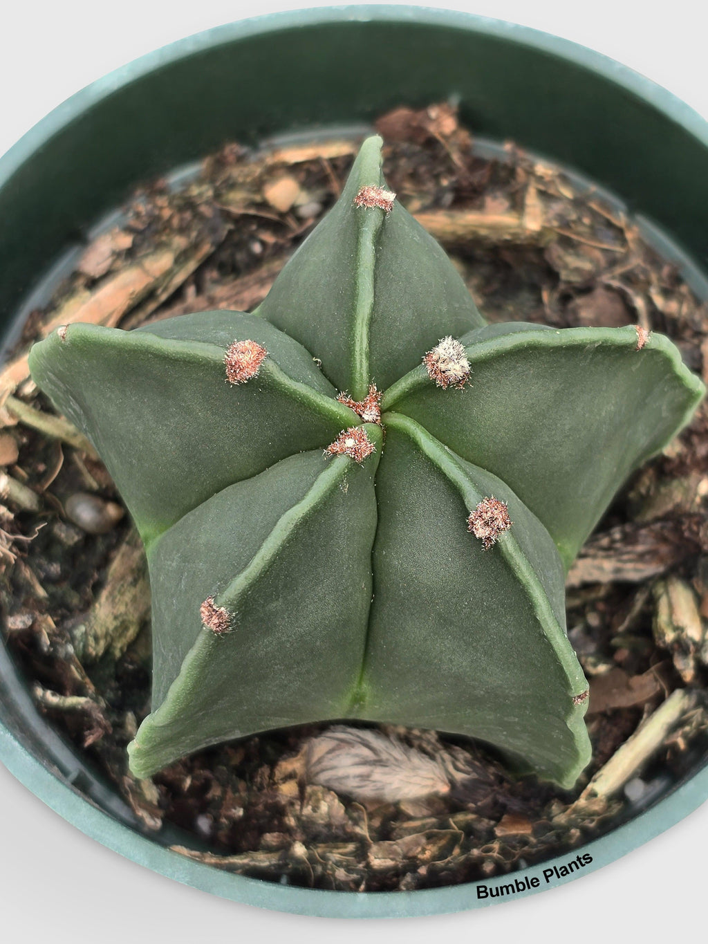 Bishop Star Cap Cactus 'Astrophytum Myriostigma' | Heirloom Boulevard