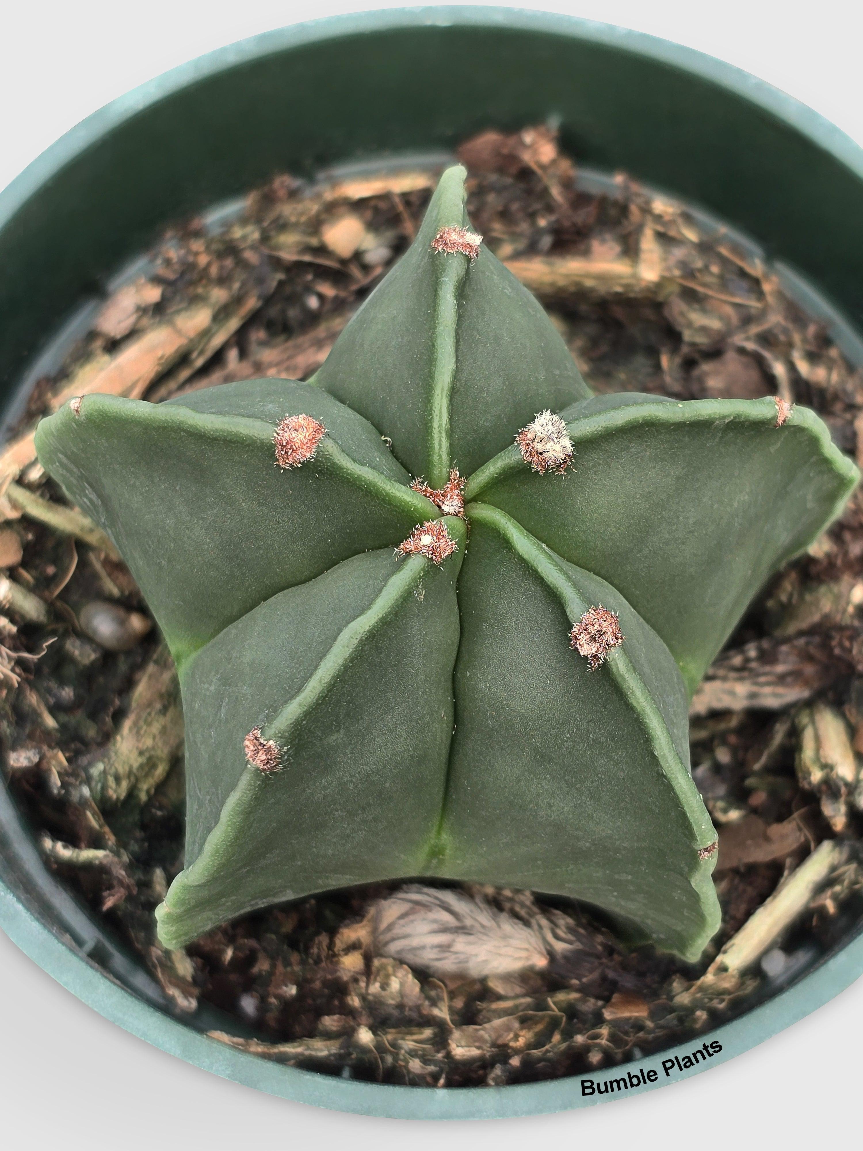 Bishop Star Cap Cactus 'Astrophytum Myriostigma' | Heirloom Boulevard