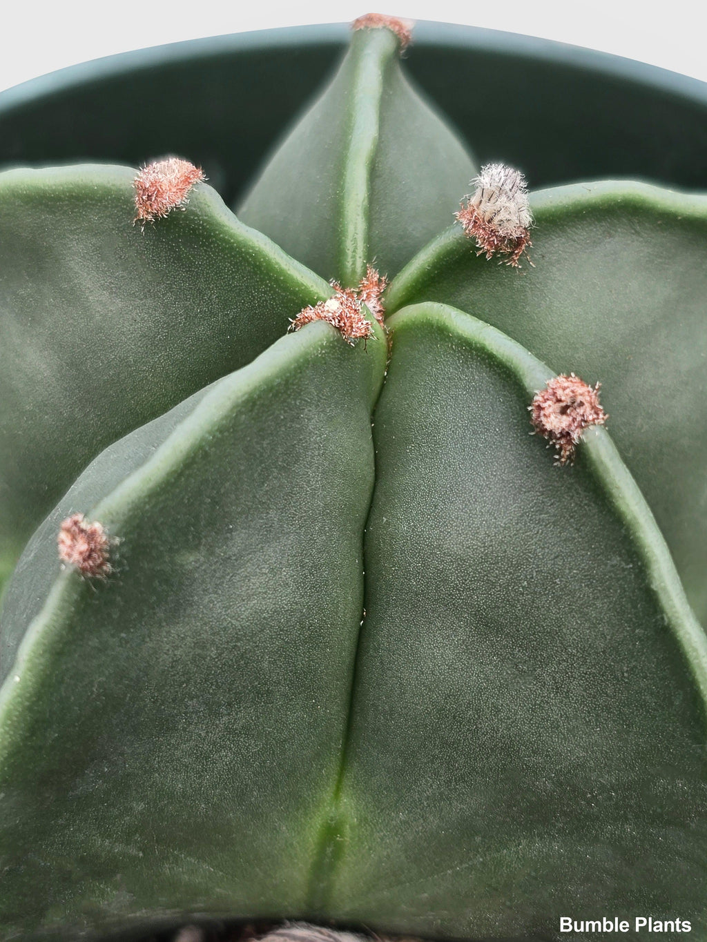 Bishop Star Cap Cactus 'Astrophytum Myriostigma' | Heirloom Boulevard