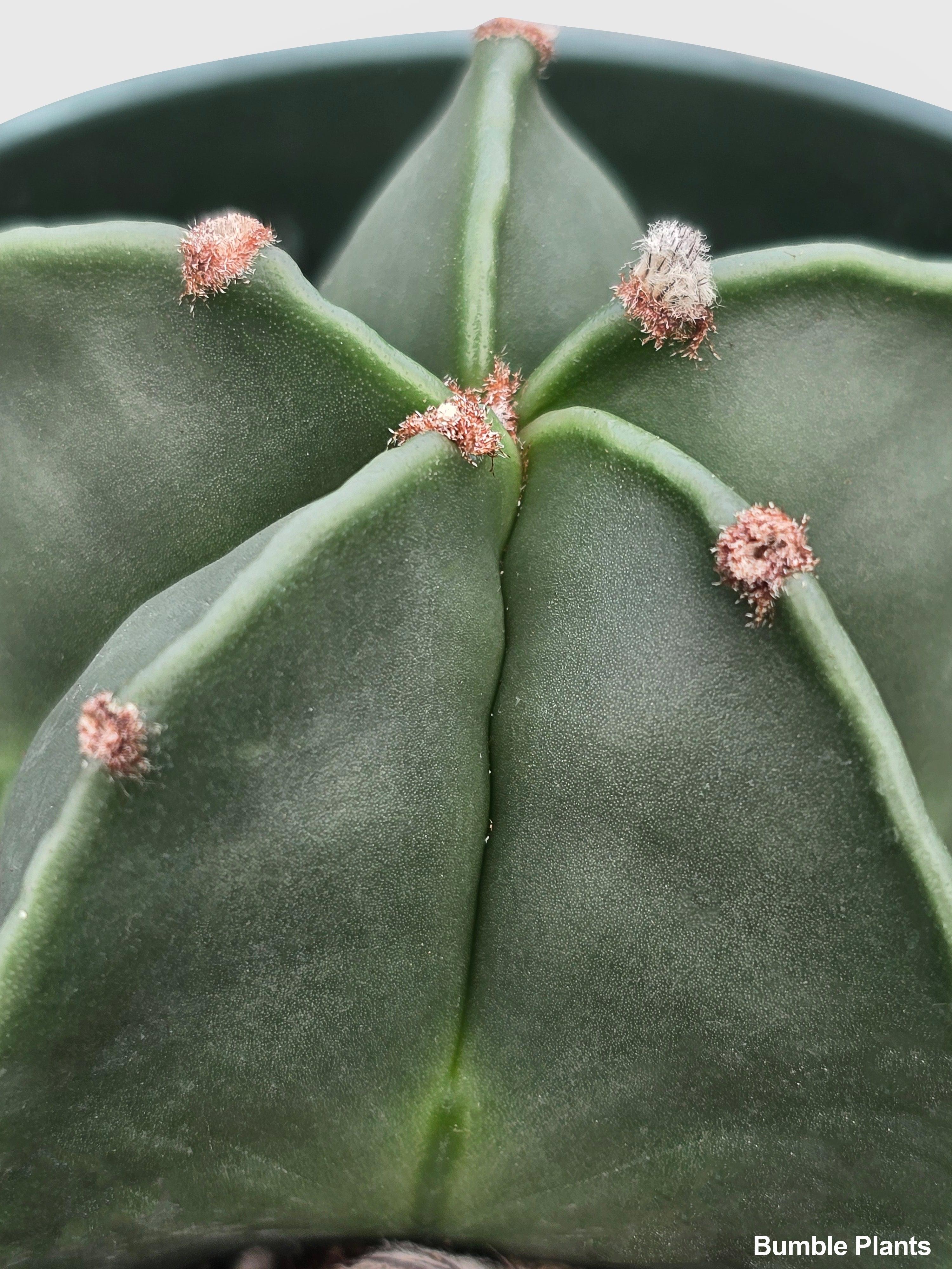 Bishop Star Cap Cactus 'Astrophytum Myriostigma' | Heirloom Boulevard