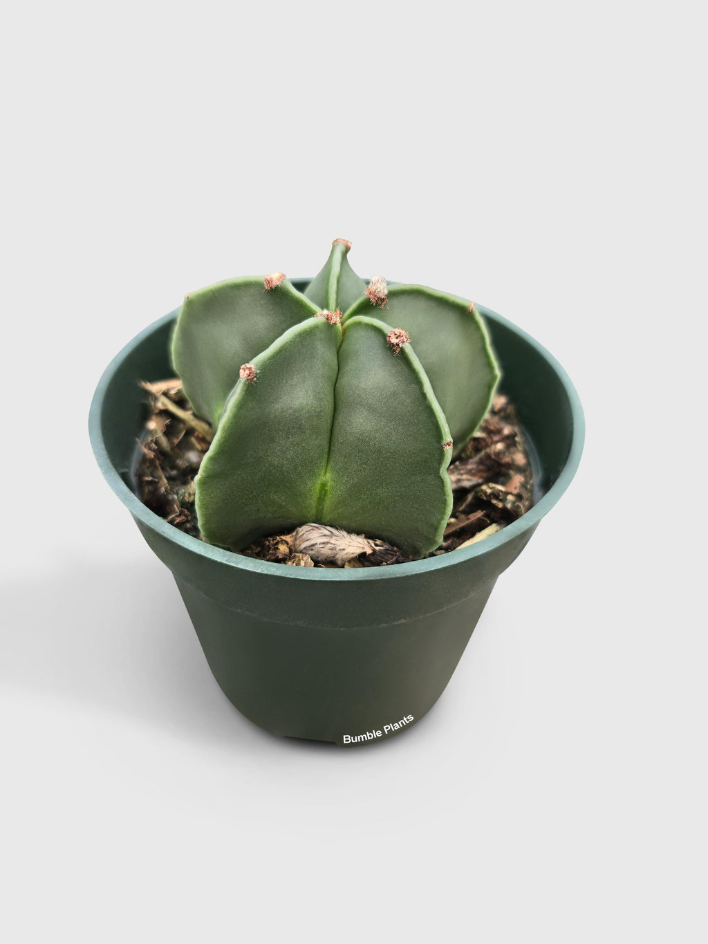Bishop Star Cap Cactus 'Astrophytum Myriostigma' | Heirloom Boulevard