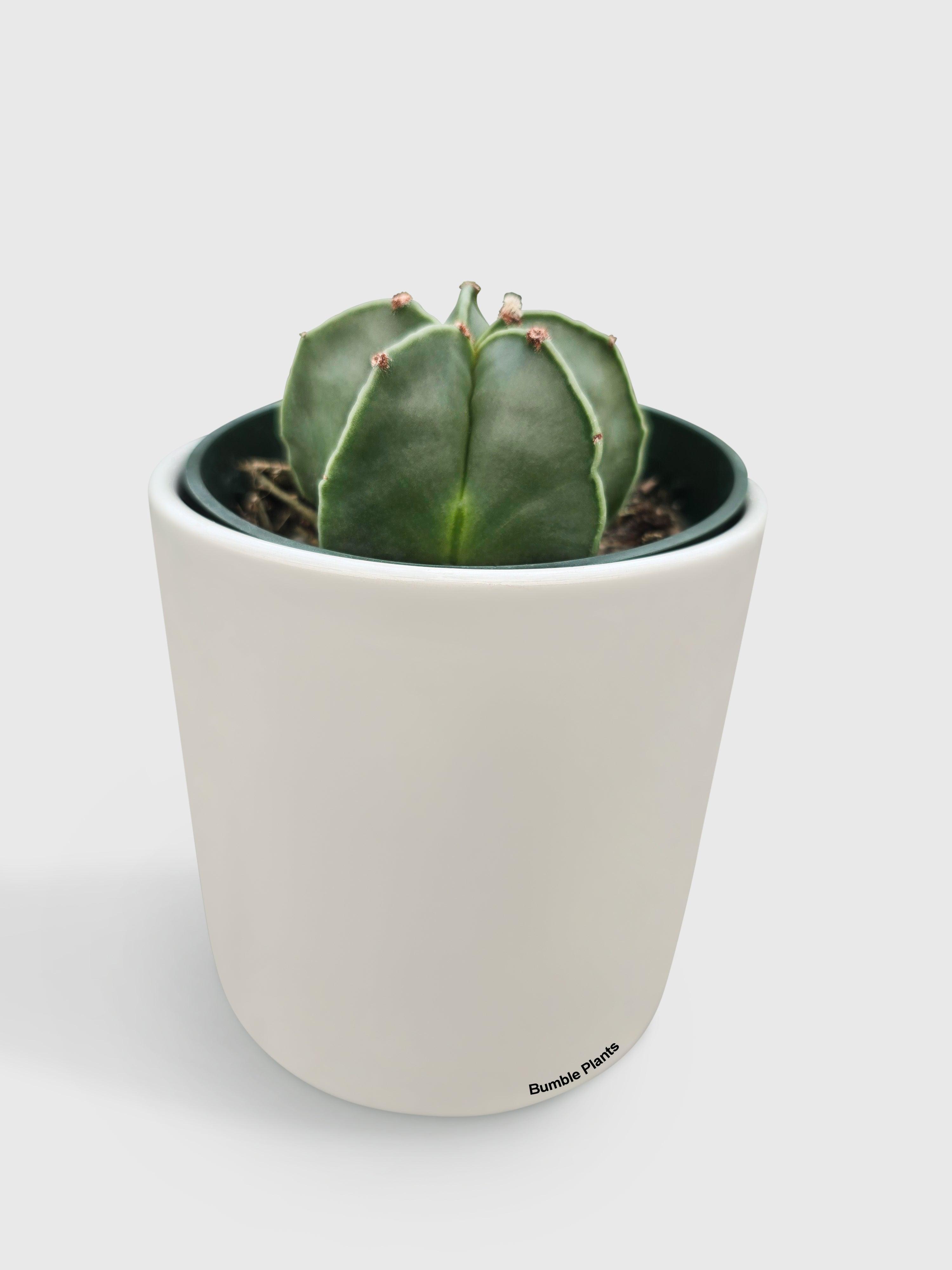 Bishop Star Cap Cactus 'Astrophytum Myriostigma' | Heirloom Boulevard
