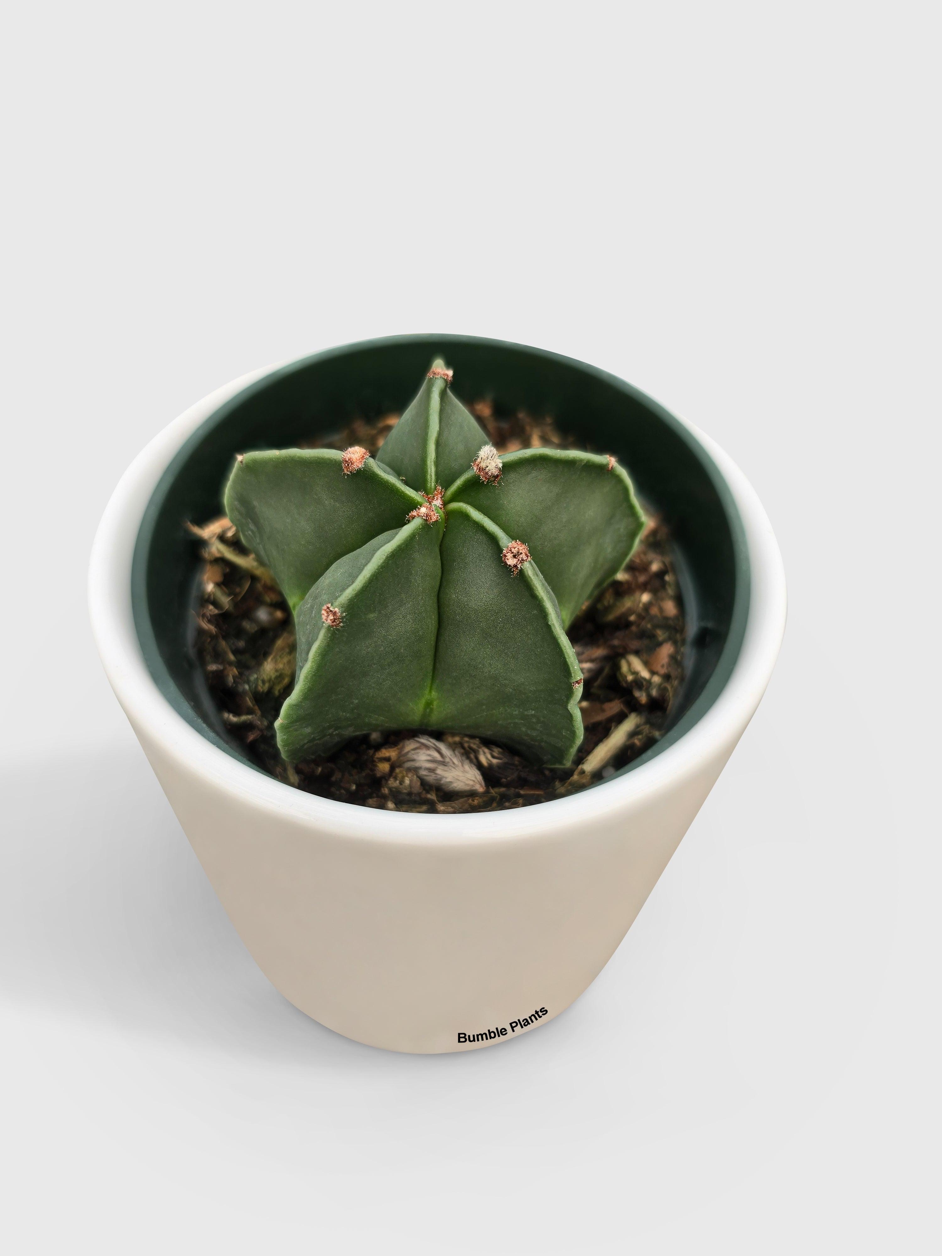 Bishop Star Cap Cactus 'Astrophytum Myriostigma' | Heirloom Boulevard