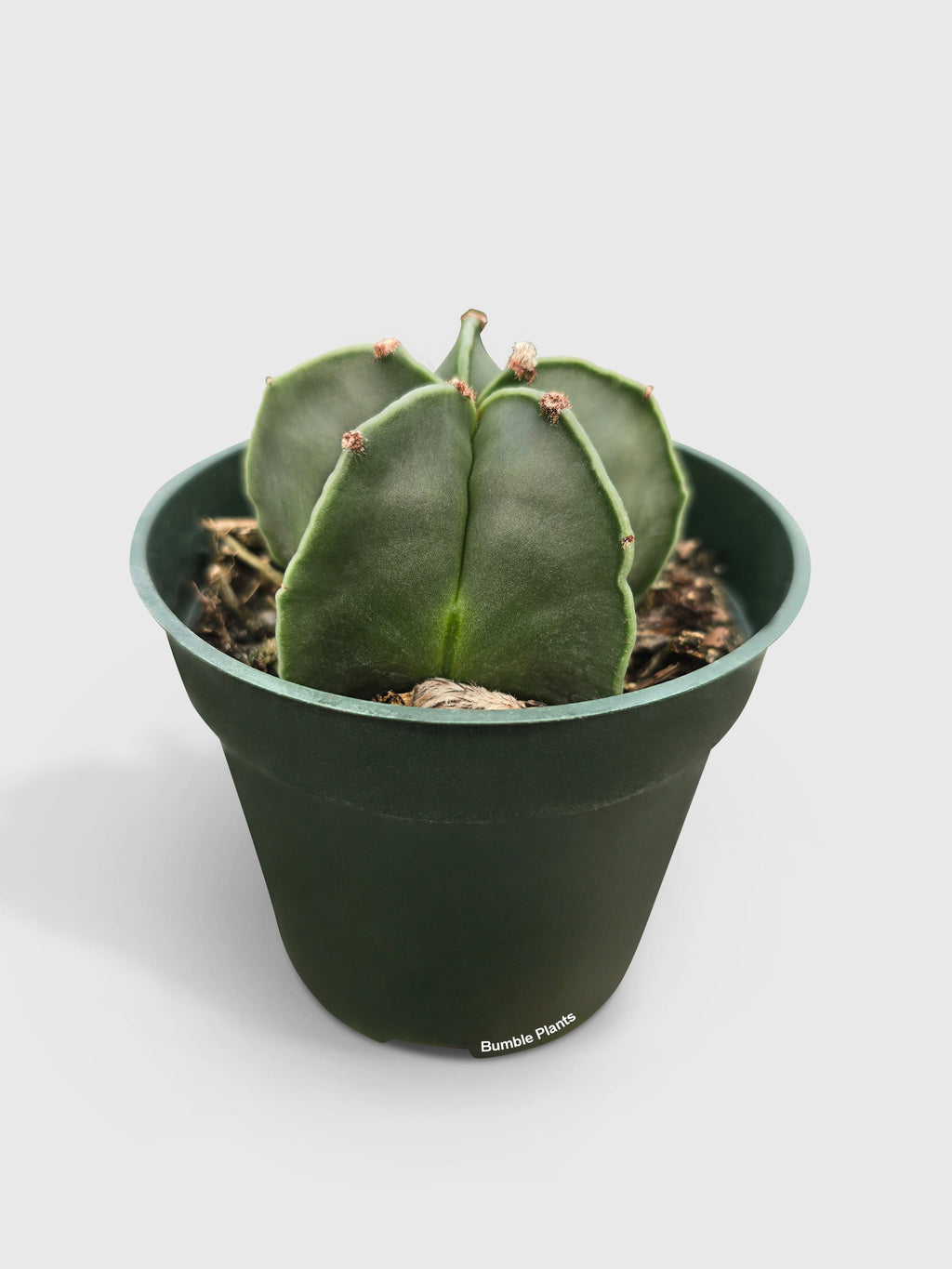Bishop Star Cap Cactus 'Astrophytum Myriostigma' | Heirloom Boulevard