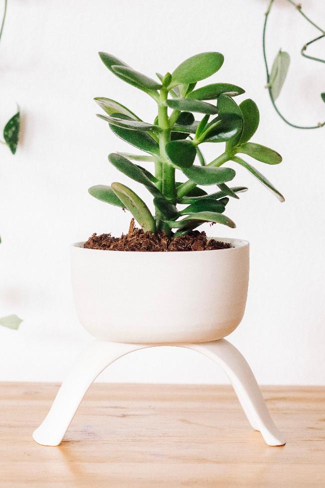 Carter + Rose High Rise Plant Pots Carter + Rose | Heirloom Boulevard