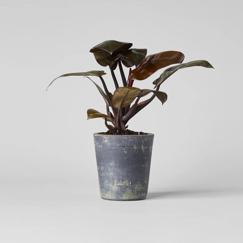 Bloomist Basic Planter, Grey Patina | Heirloom Boulevard