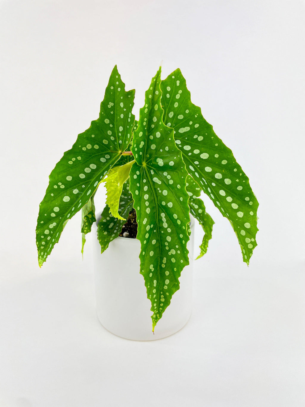Begonia Polka Dot Angel Wings | Heirloom Boulevard