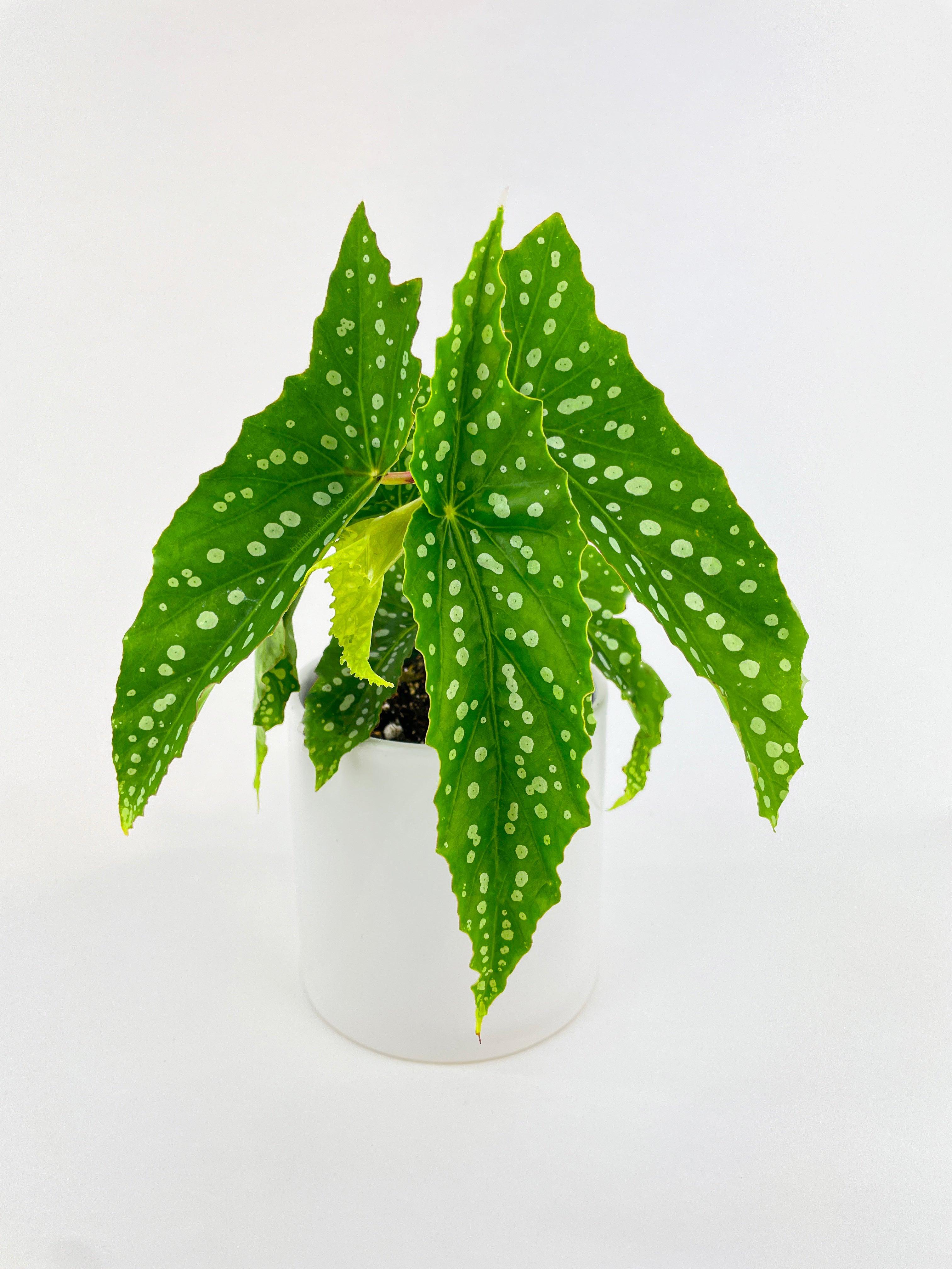 Begonia Polka Dot Angel Wings | Heirloom Boulevard