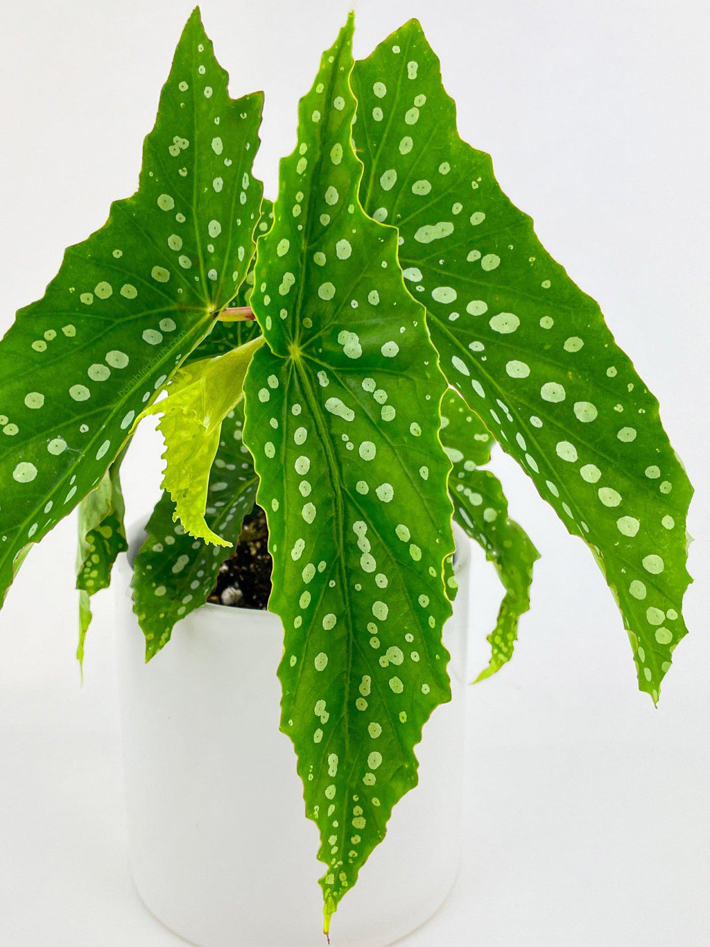 Begonia Polka Dot Angel Wings | Heirloom Boulevard