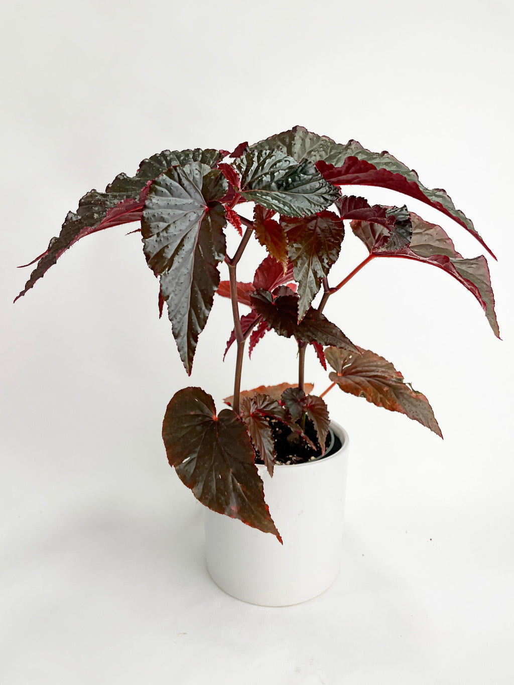 Bumble Plants Begonia Rex Black Magic