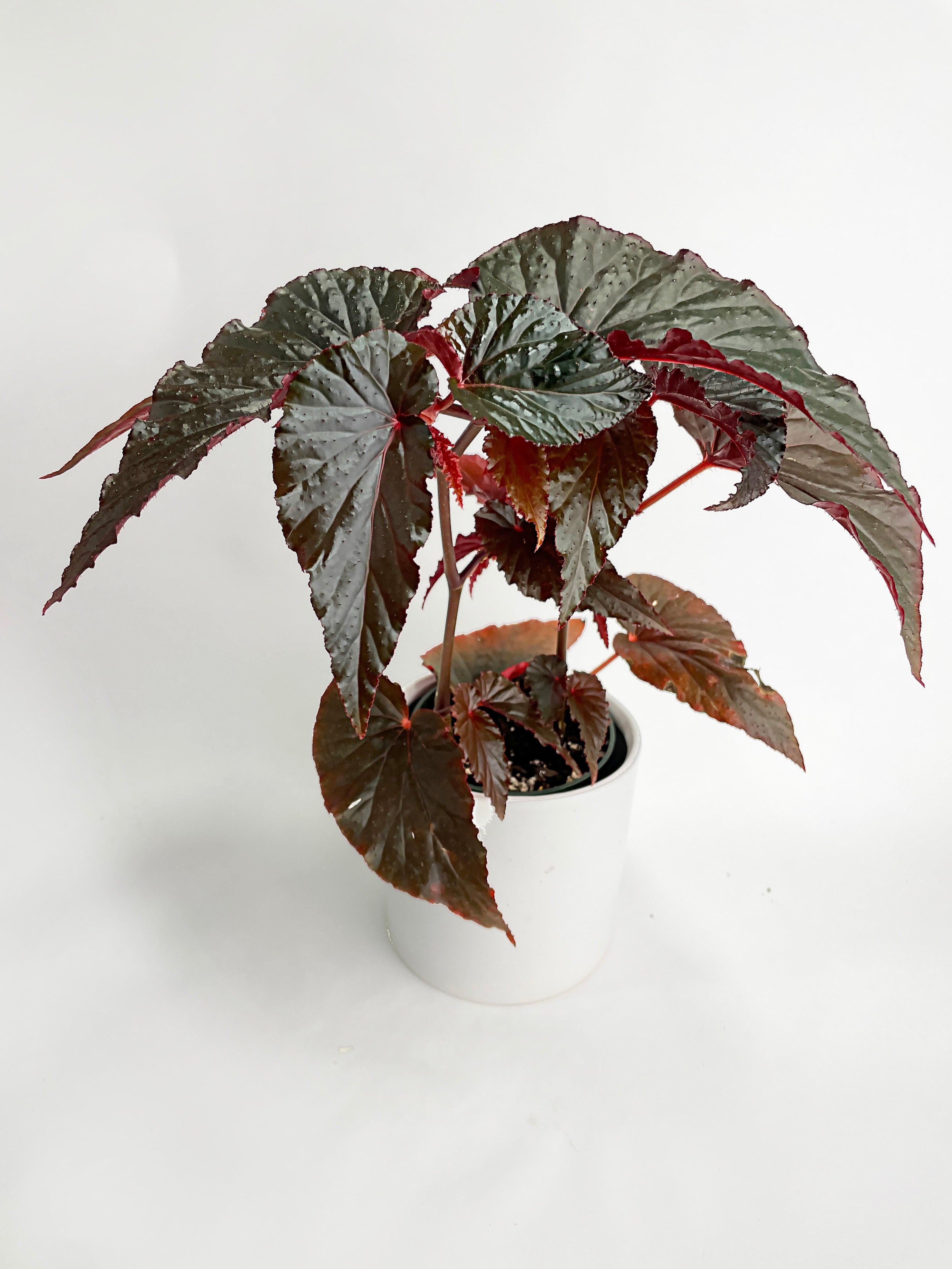 Bumble Plants Begonia Rex Black Magic