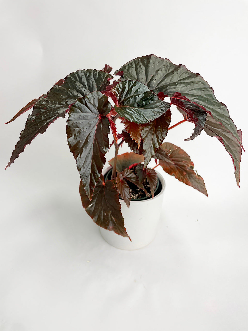 Bumble Plants Begonia Rex Black Magic
