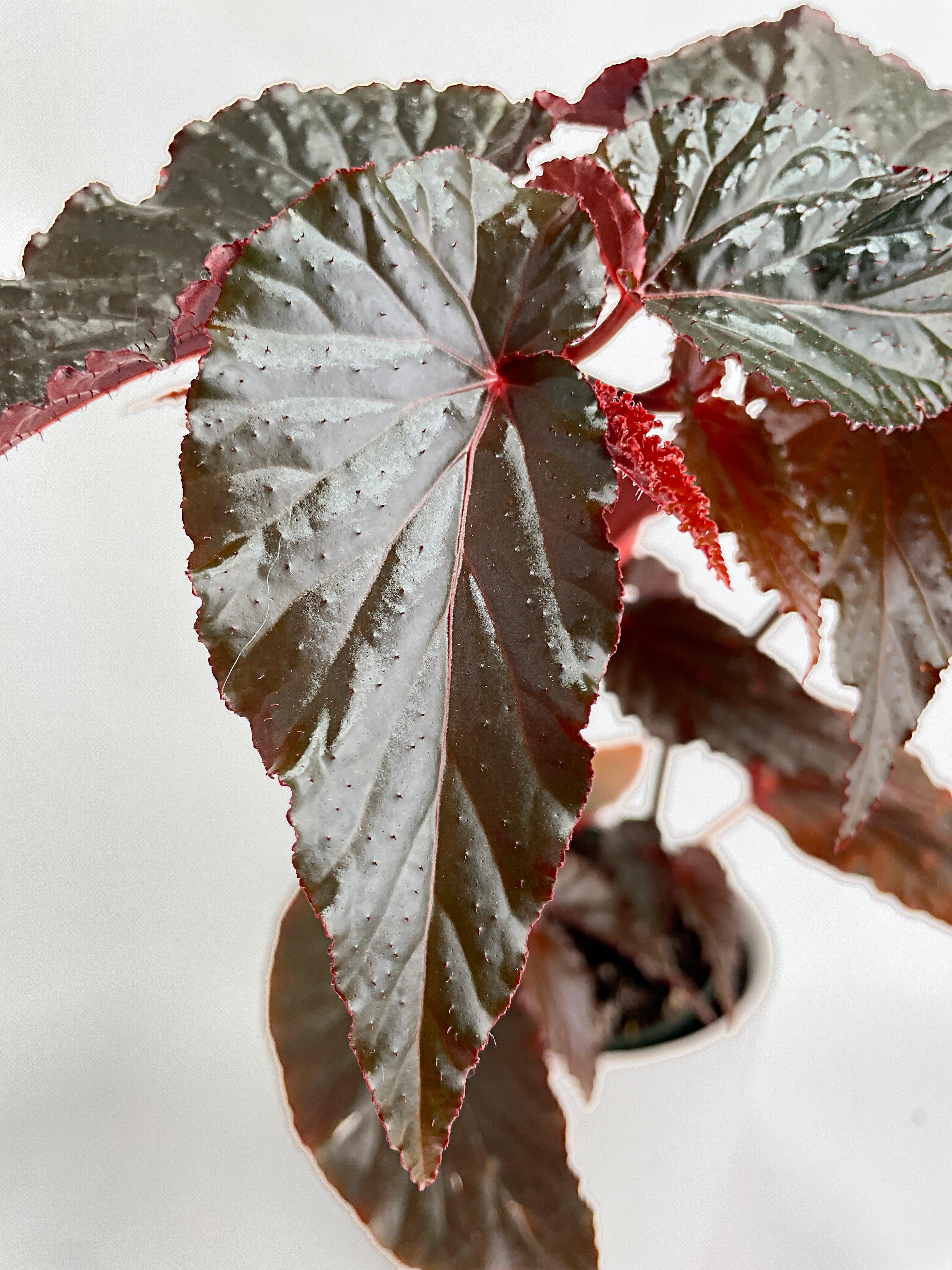 Bumble Plants Begonia Rex Black Magic