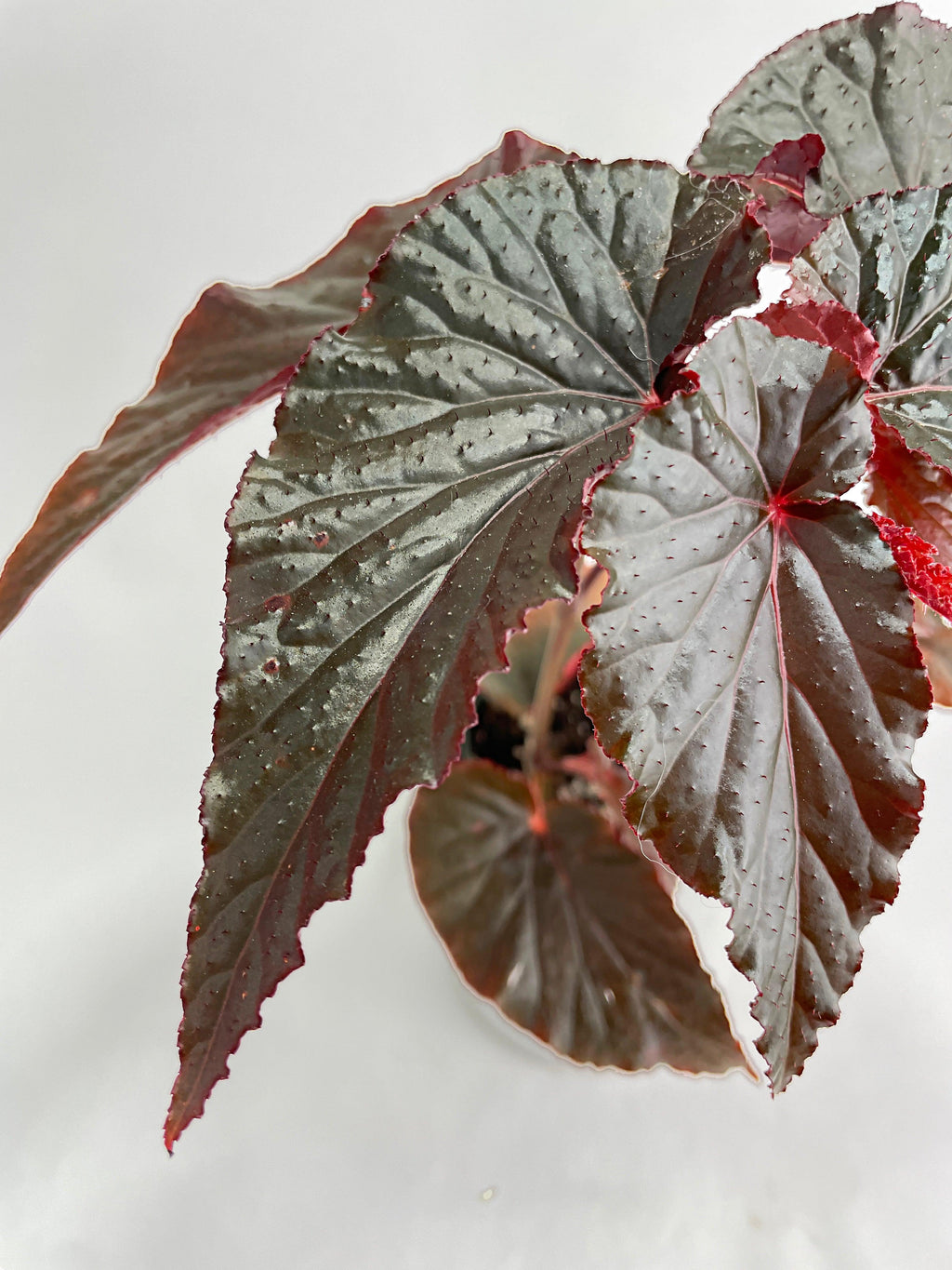 Bumble Plants Begonia Rex Black Magic