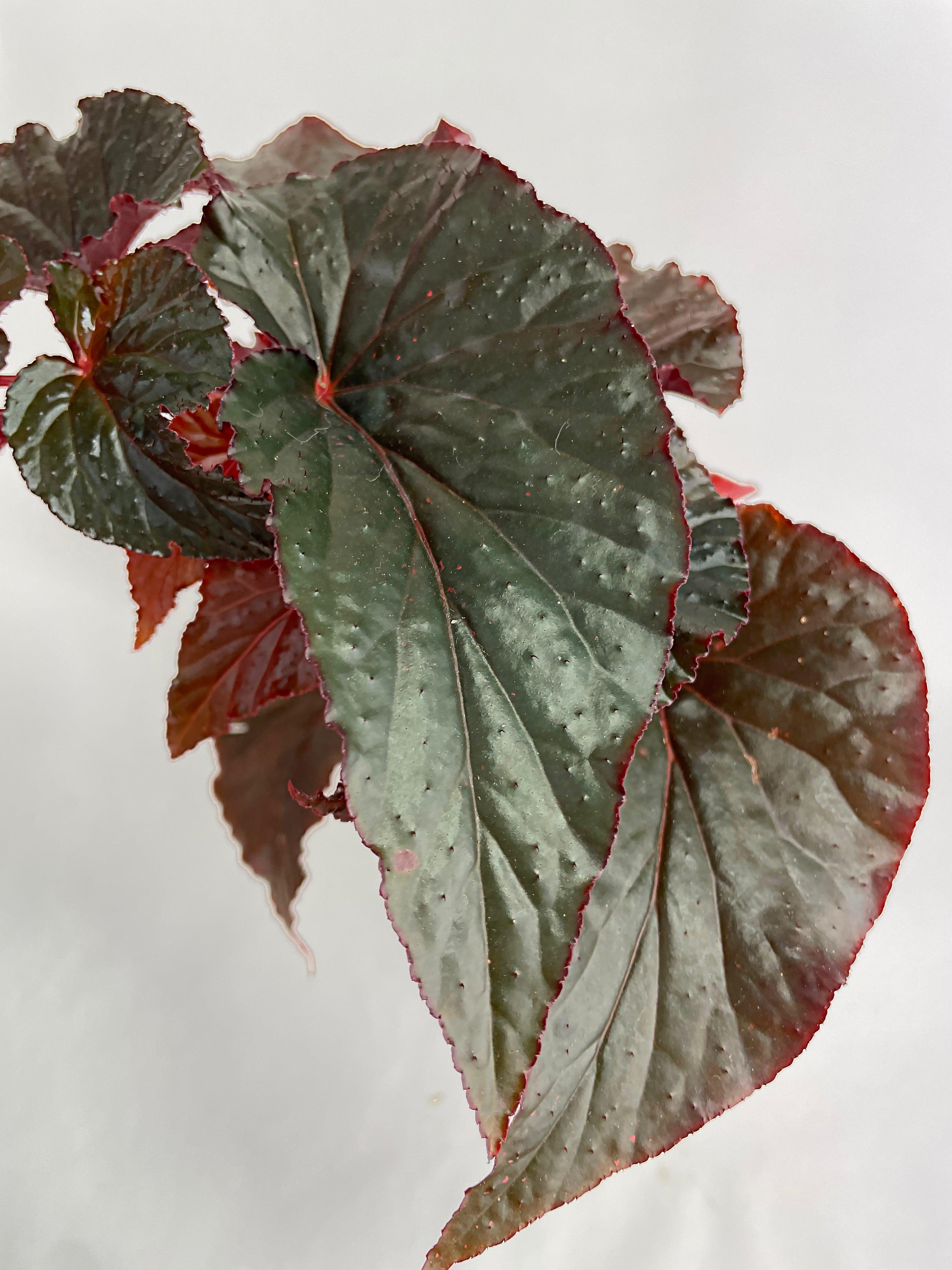 Bumble Plants Begonia Rex Black Magic