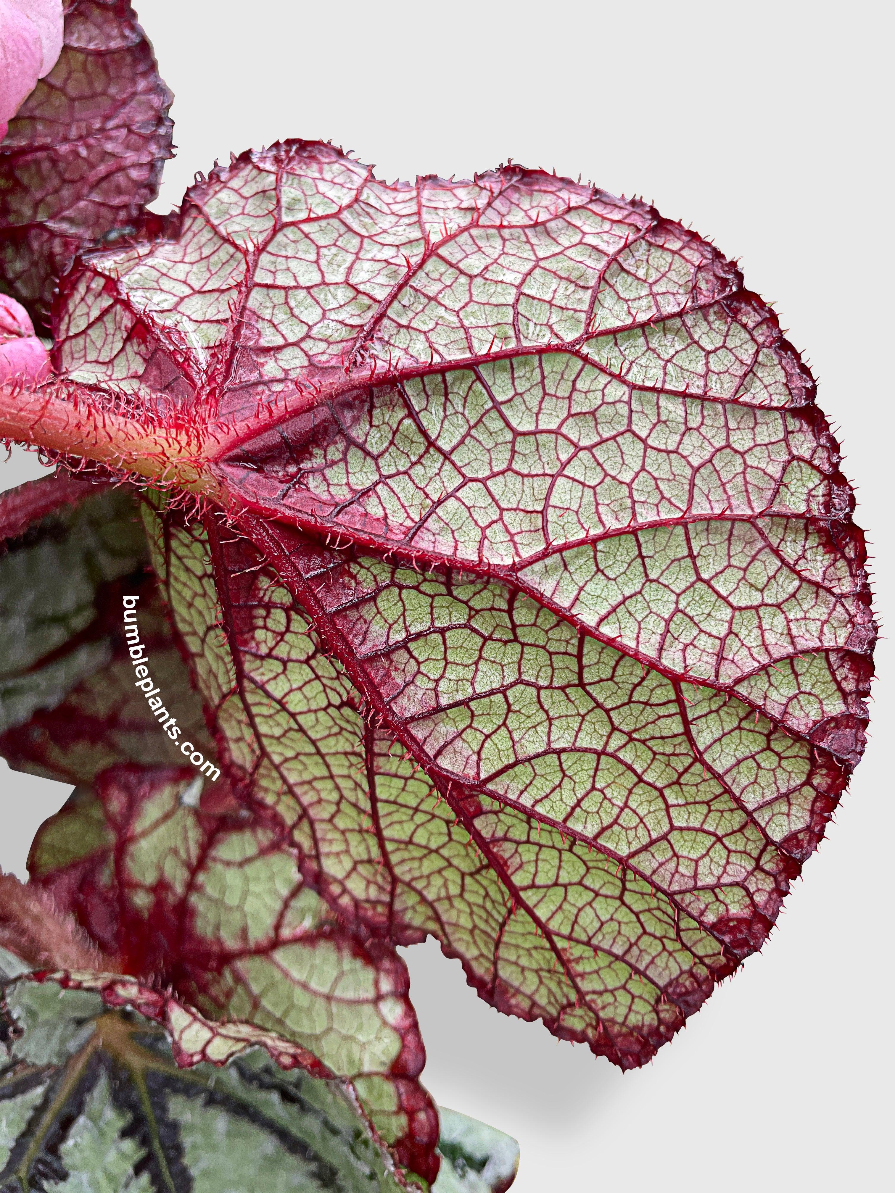 Bumble Plants Begonia Fedor