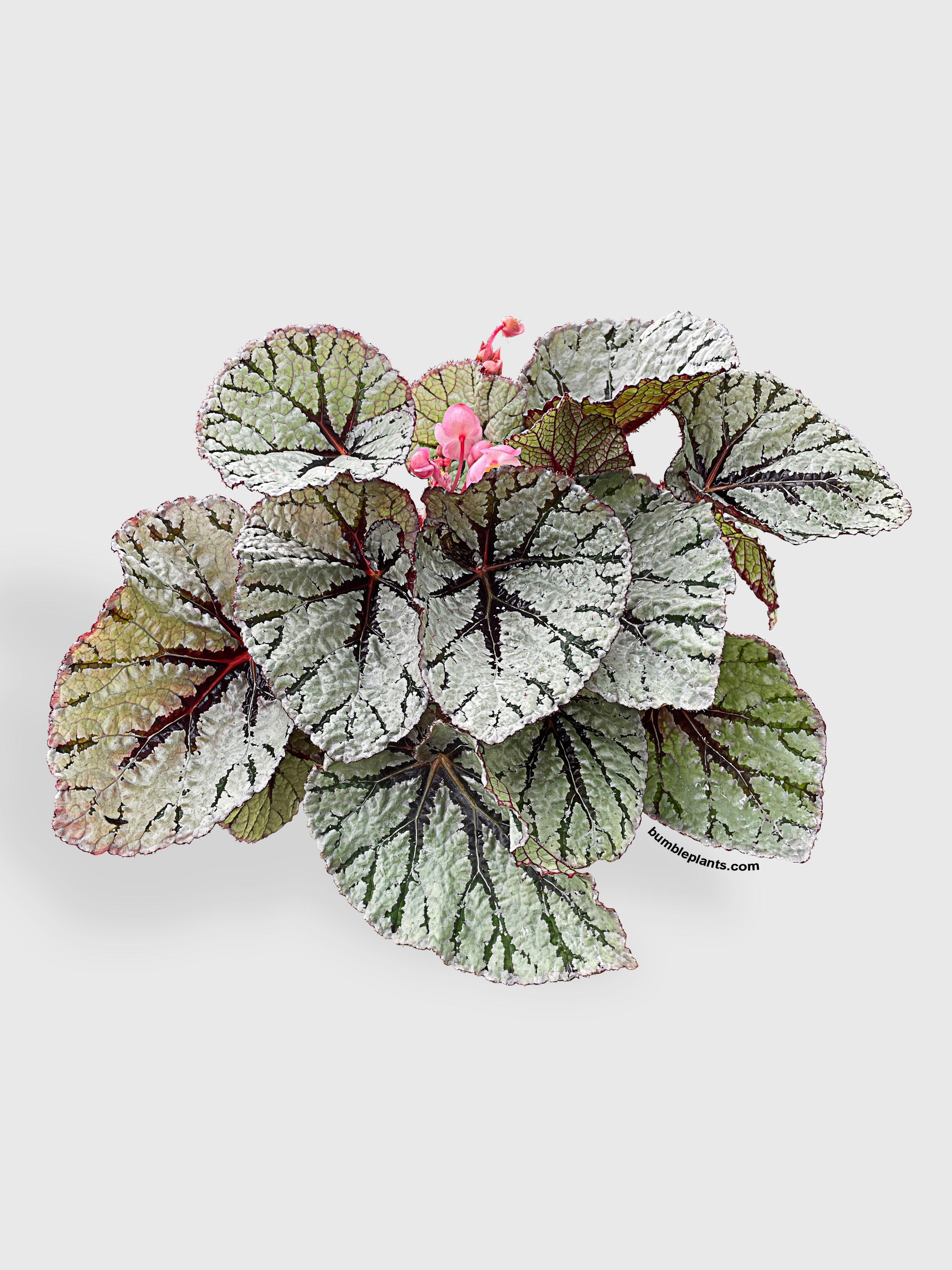 Bumble Plants Begonia Fedor
