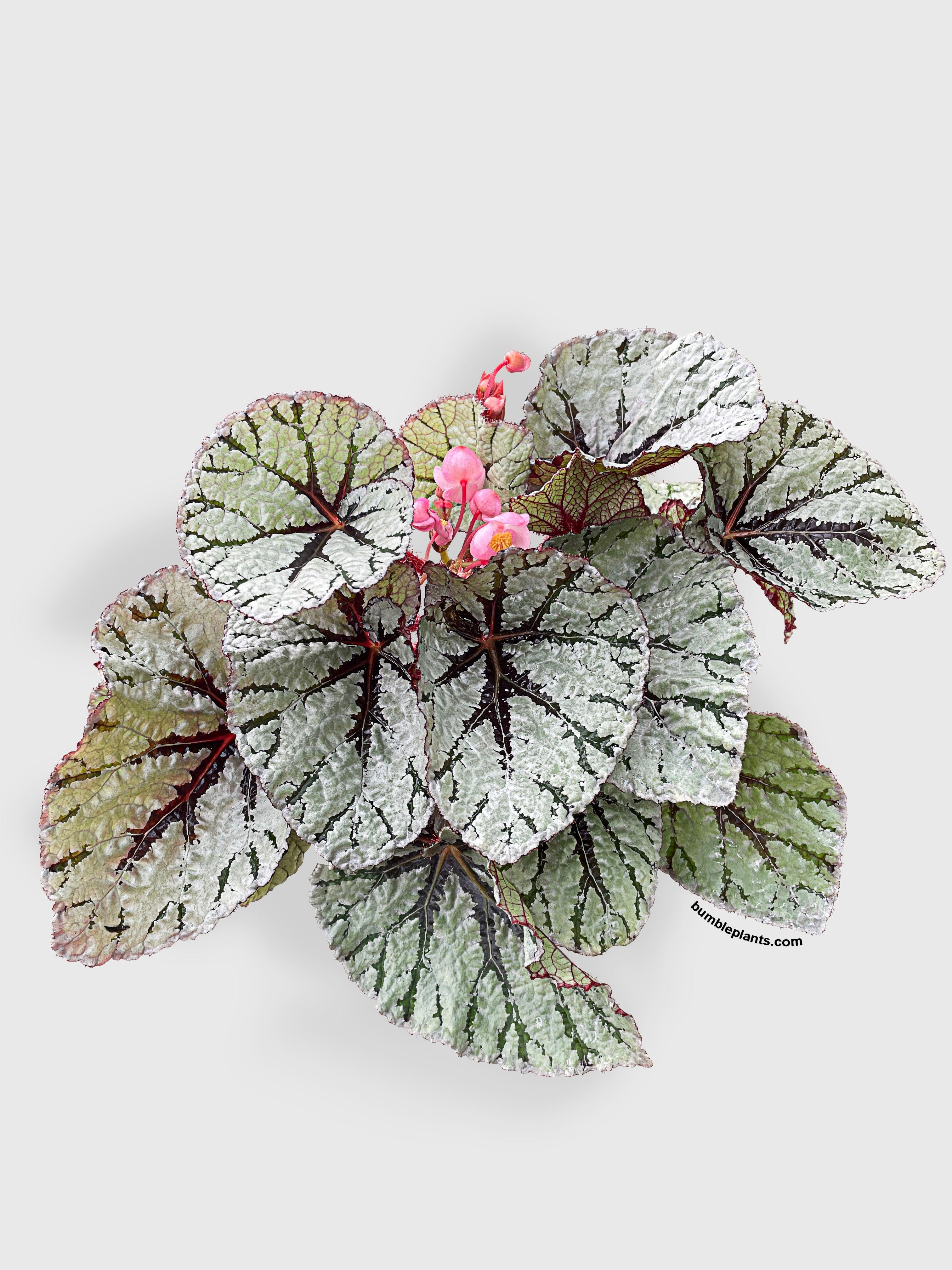 Bumble Plants Begonia Fedor