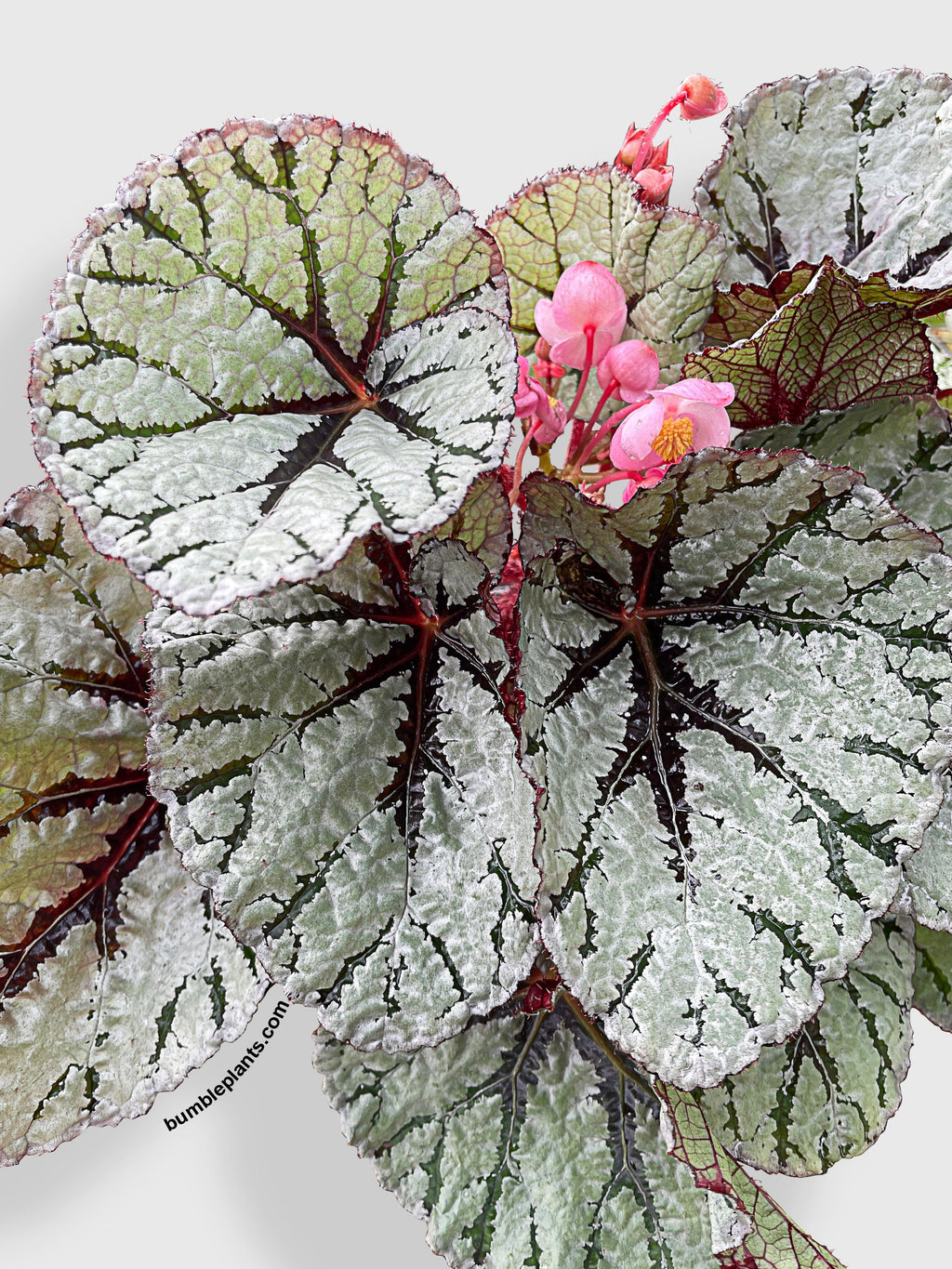Bumble Plants Begonia Fedor