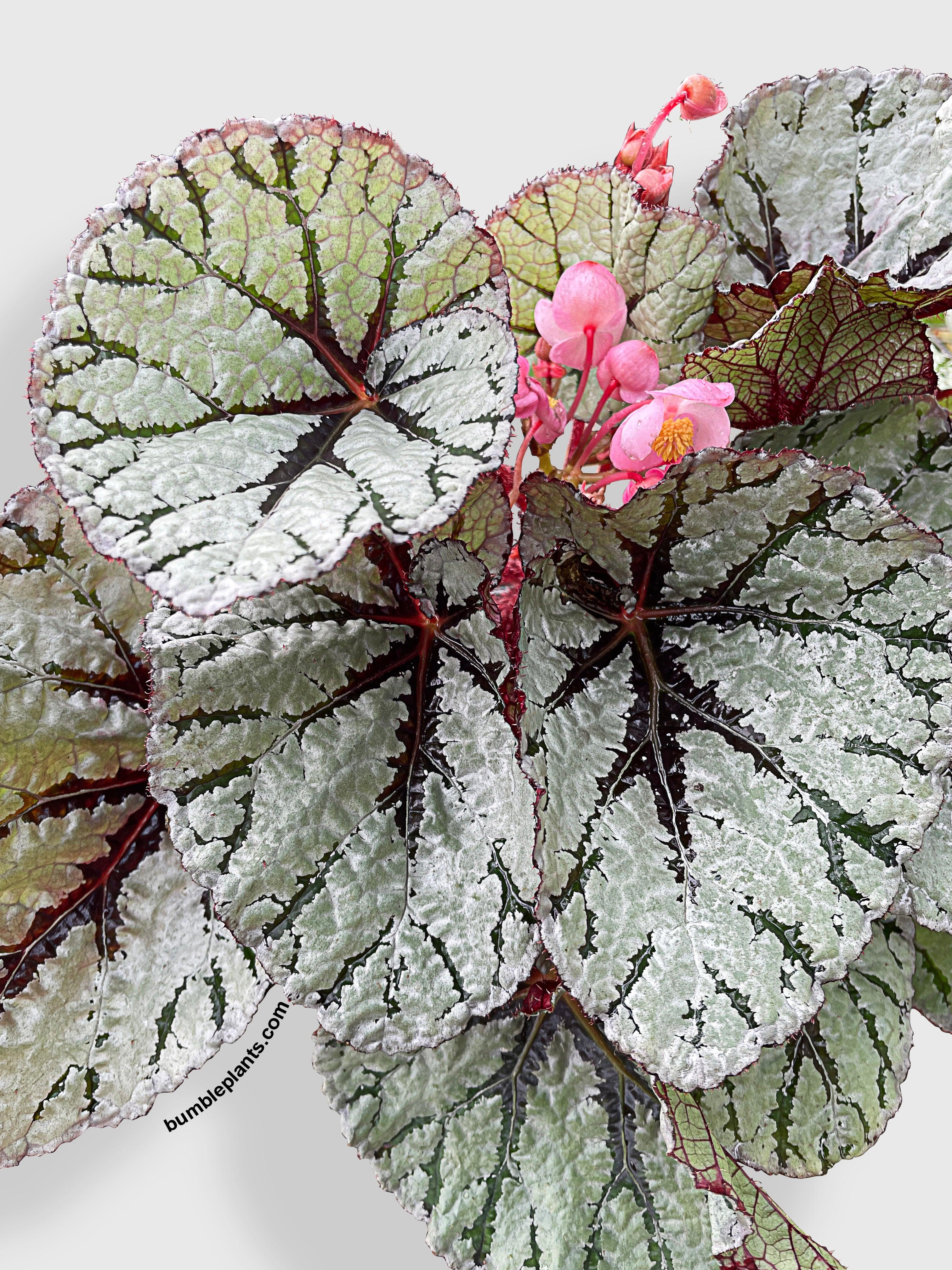 Bumble Plants Begonia Fedor