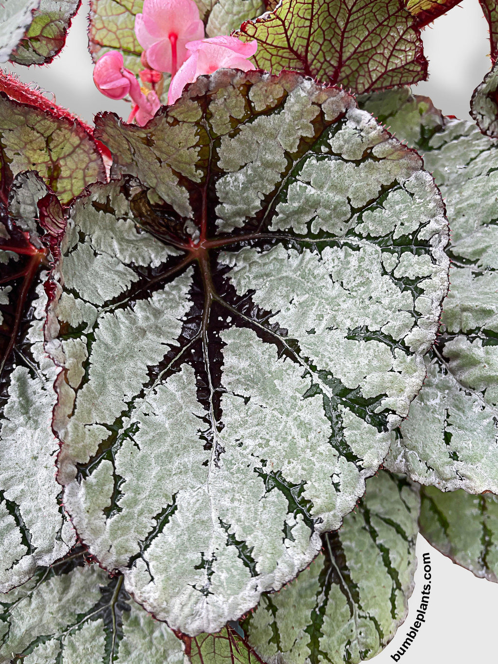 Bumble Plants Begonia Fedor