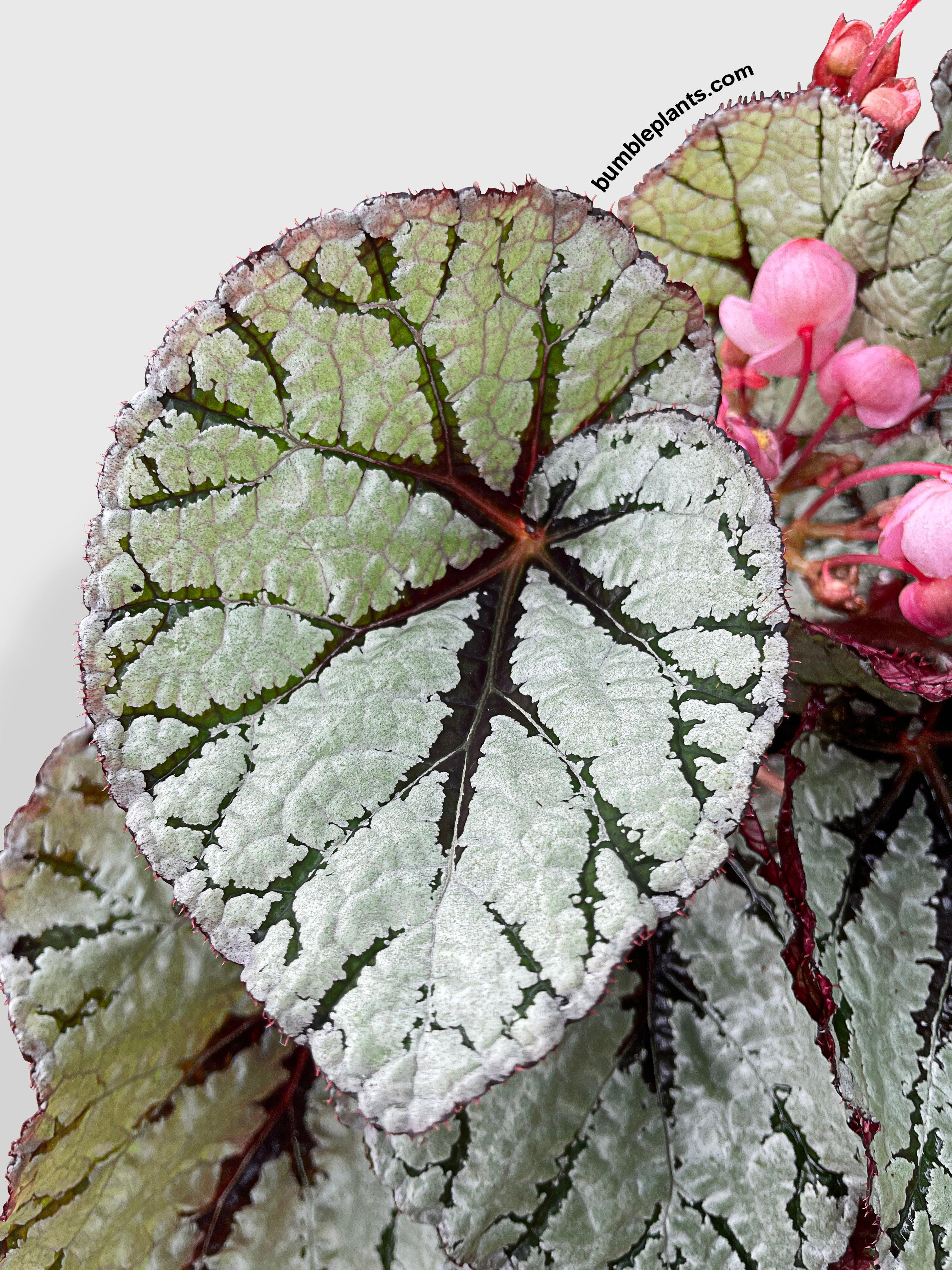 Bumble Plants Begonia Fedor