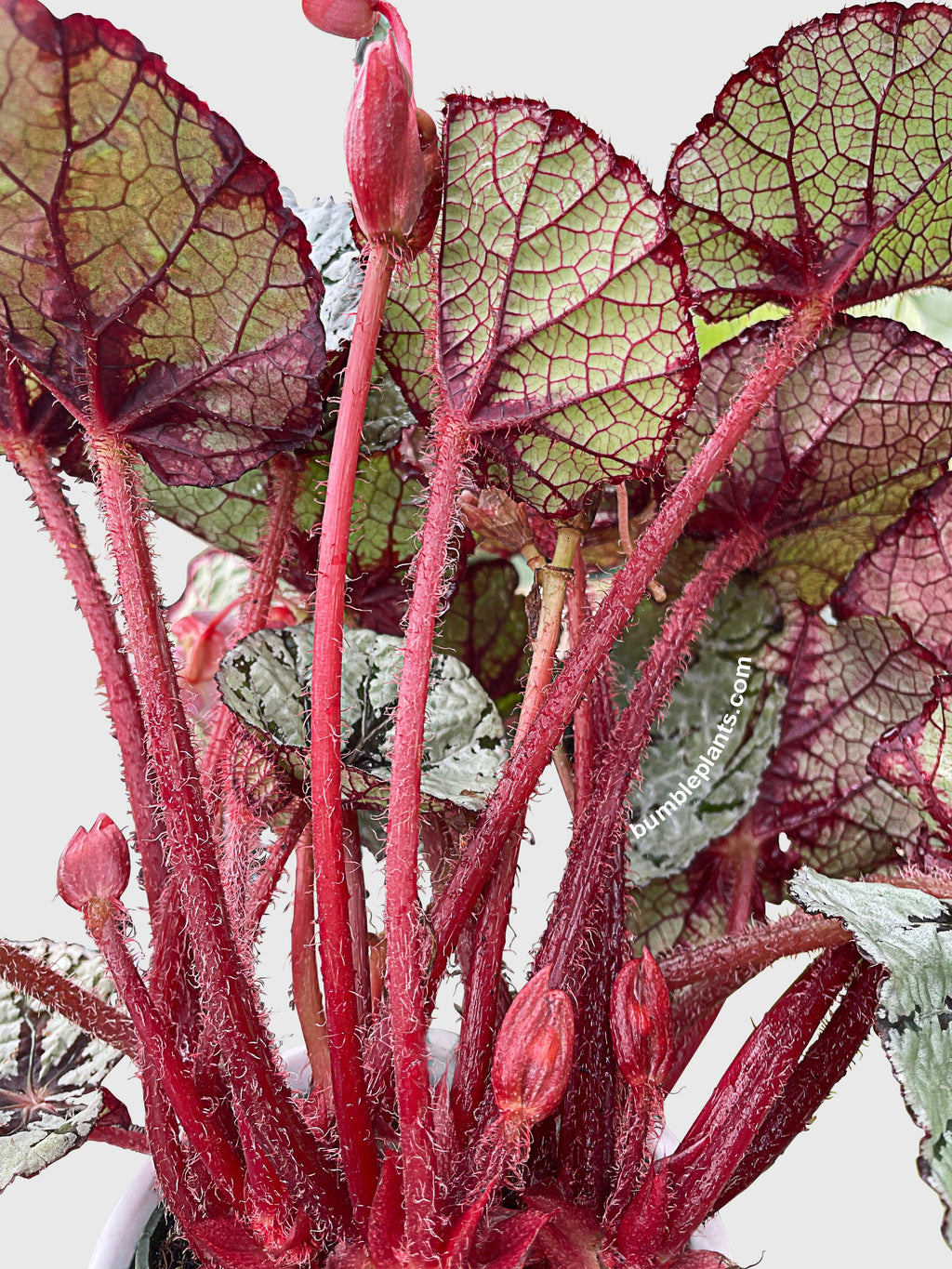 Bumble Plants Begonia Fedor