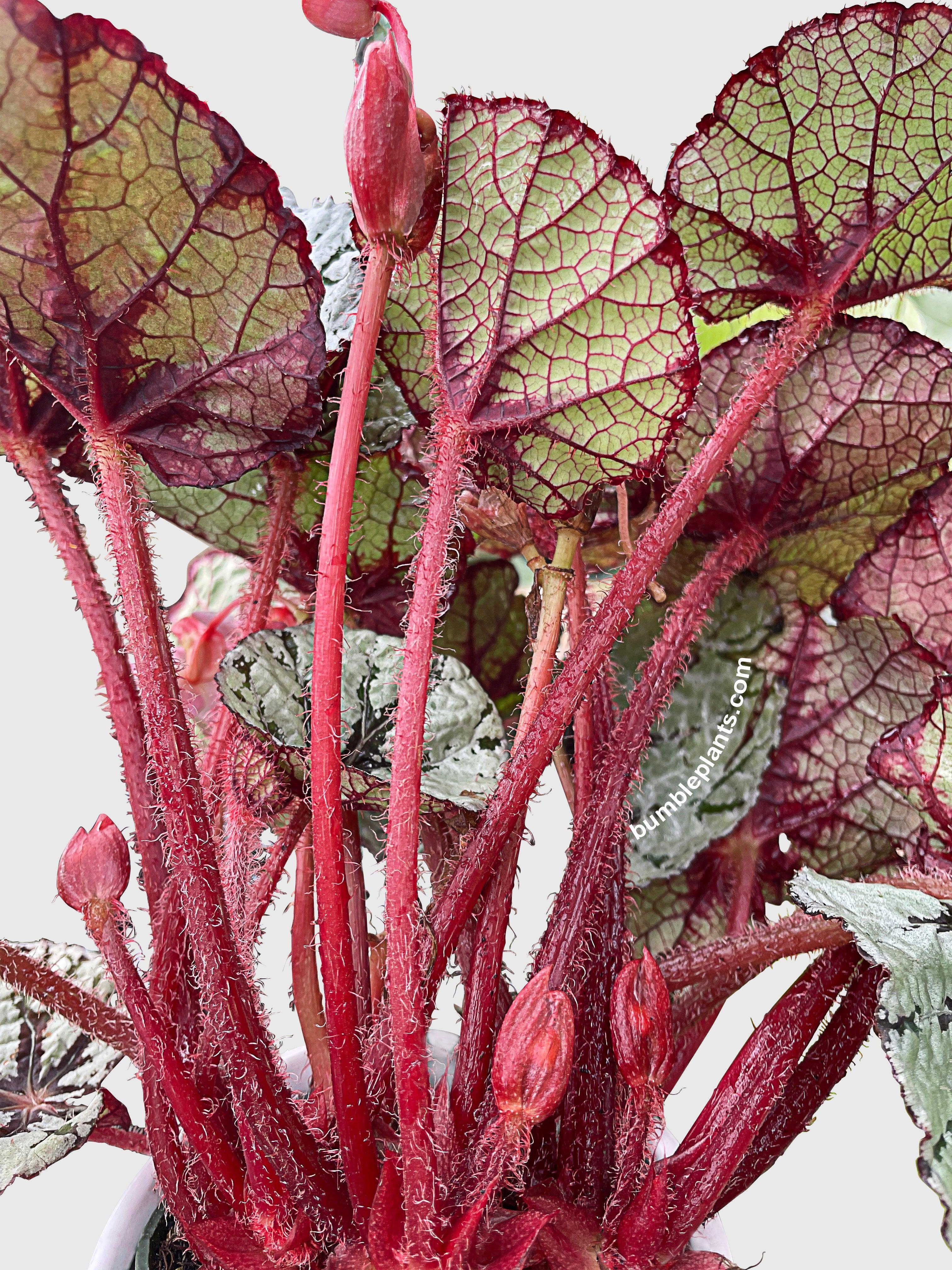 Bumble Plants Begonia Fedor