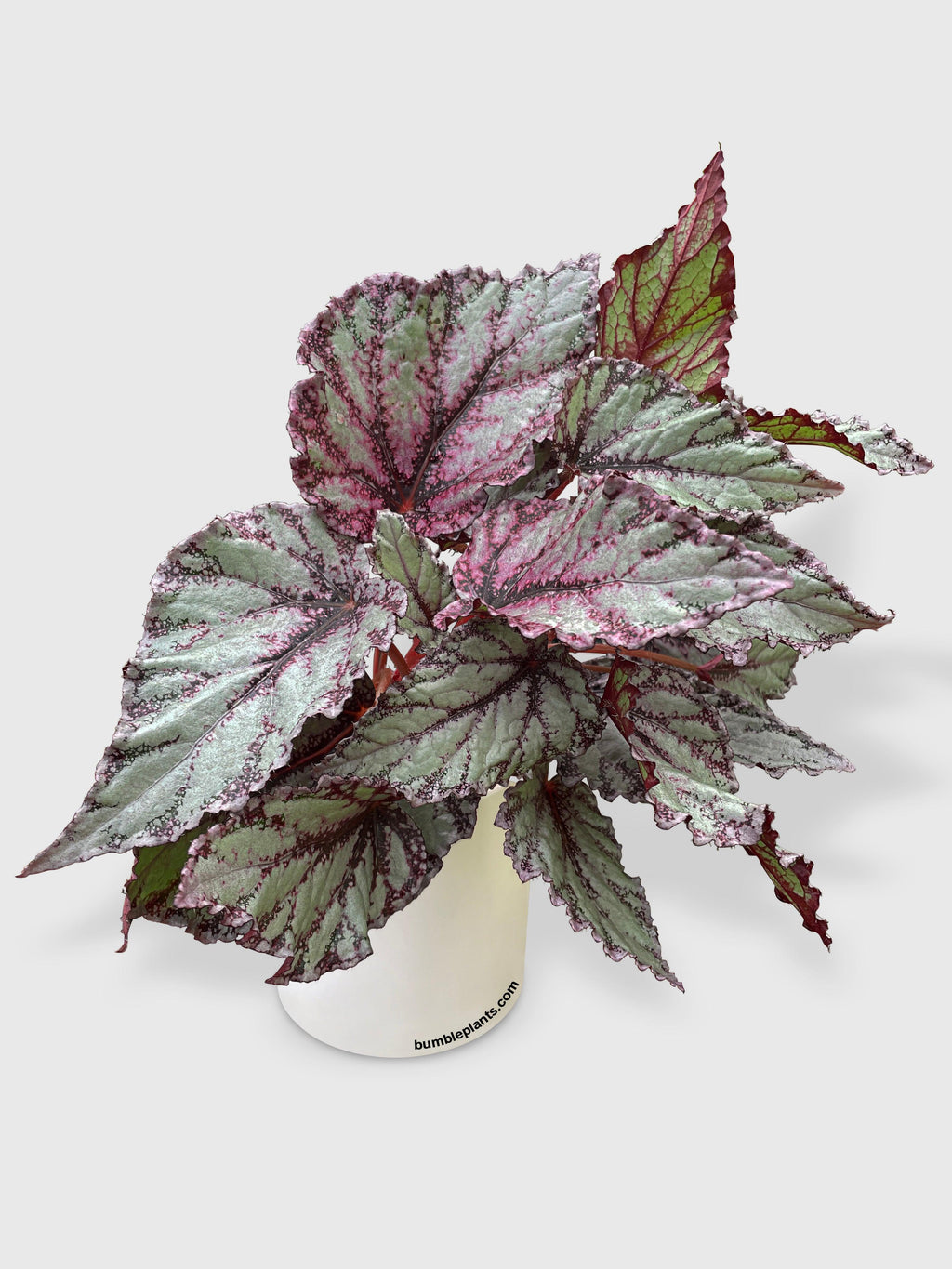 Bumble Plants Begonia Flamenco