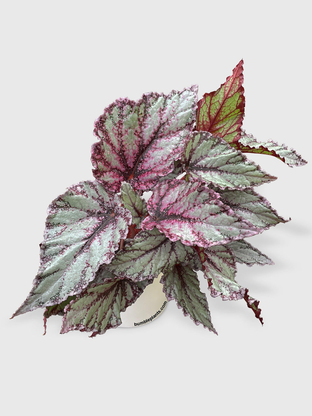 Bumble Plants Begonia Flamenco