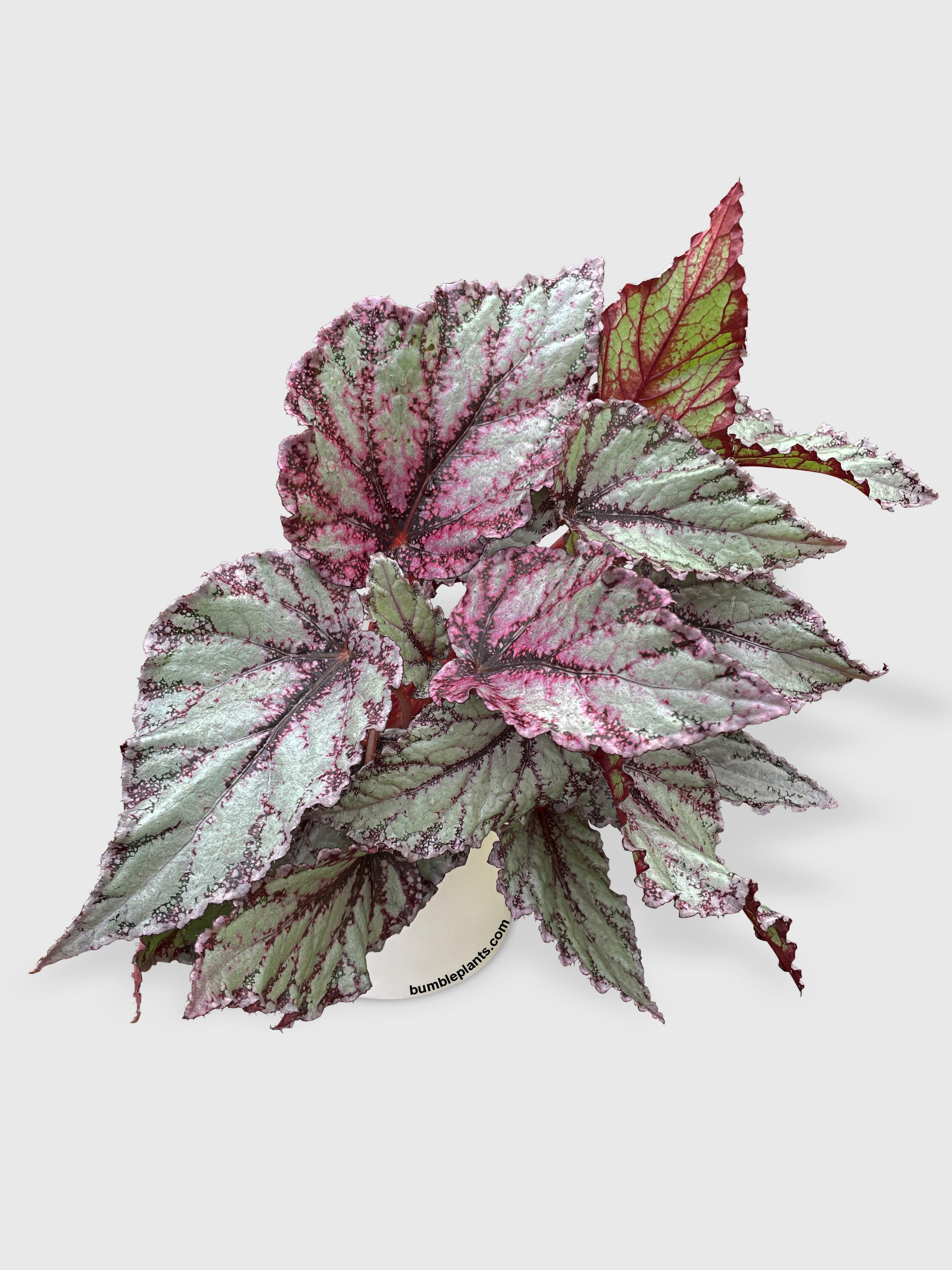 Bumble Plants Begonia Flamenco