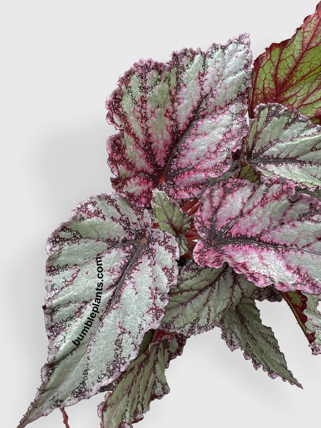 Bumble Plants Begonia Flamenco