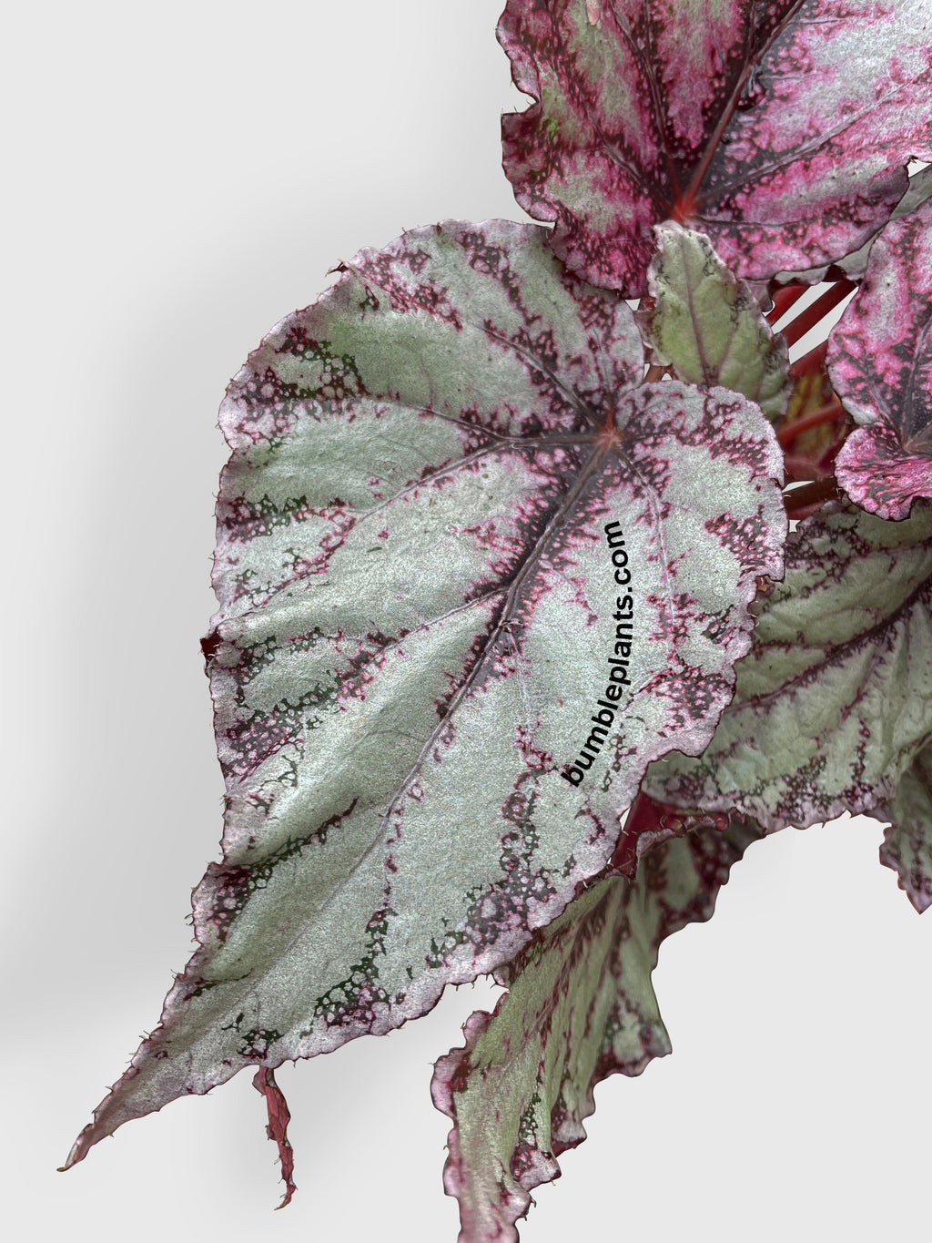 Bumble Plants Begonia Flamenco