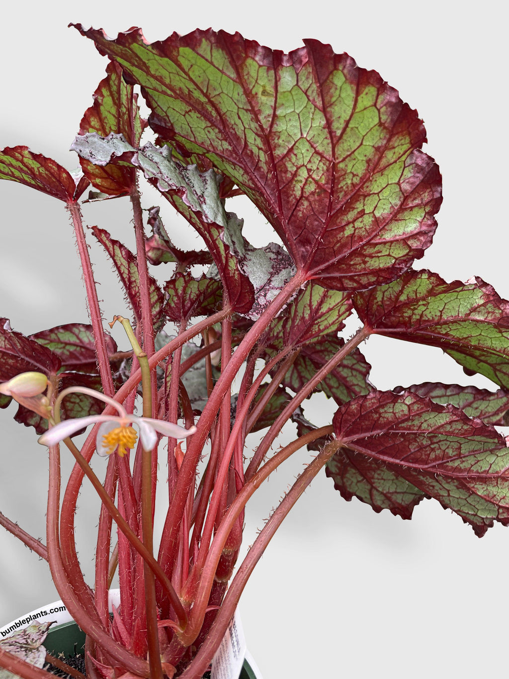 Bumble Plants Begonia Flamenco