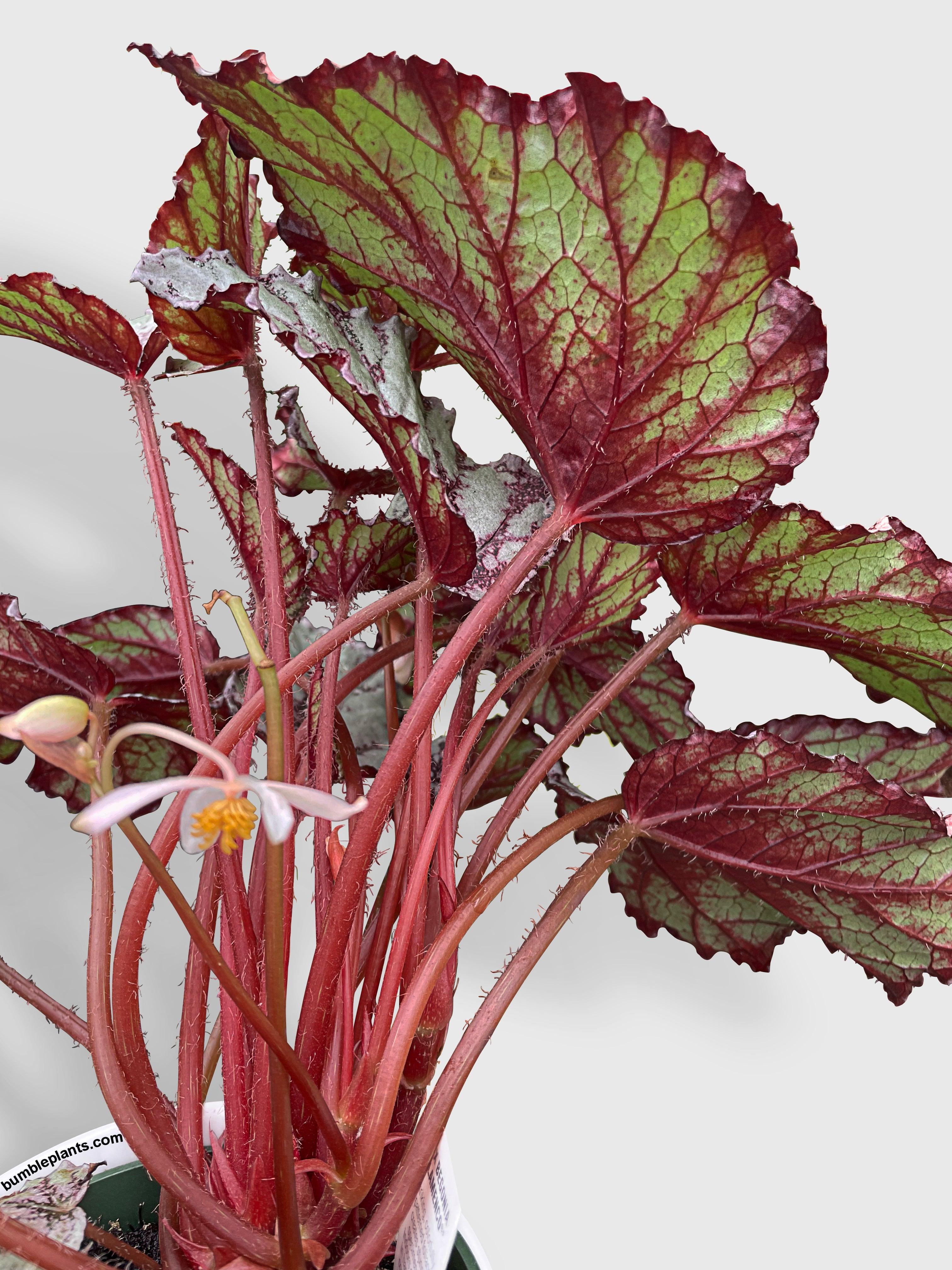 Bumble Plants Begonia Flamenco
