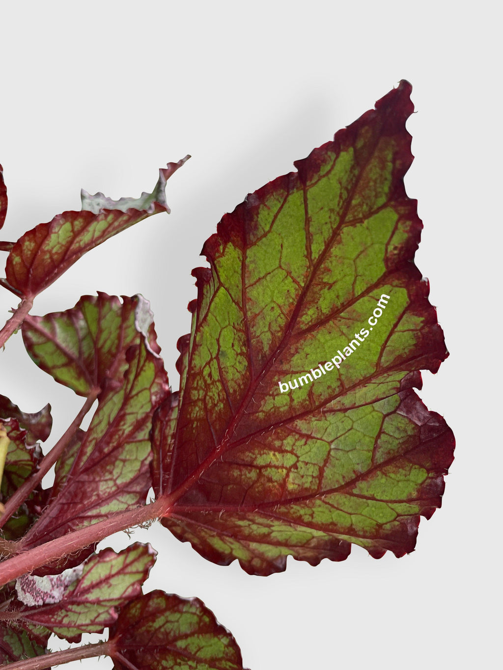 Bumble Plants Begonia Flamenco