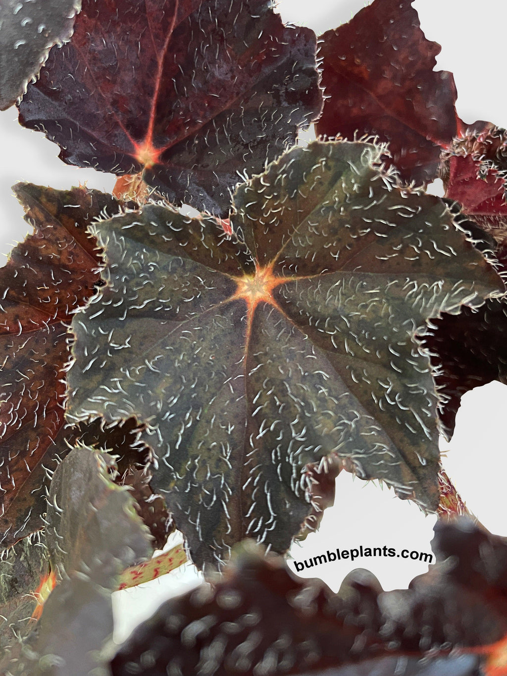 Bumble Plants Begonia Black Fuzz Hallows Eye