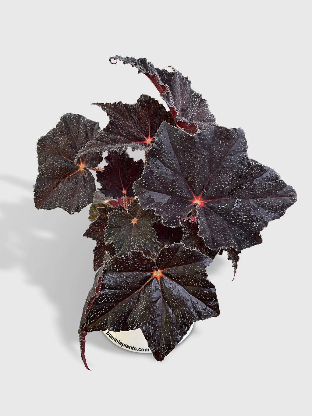 Bumble Plants Begonia Black Fuzz Hallows Eye