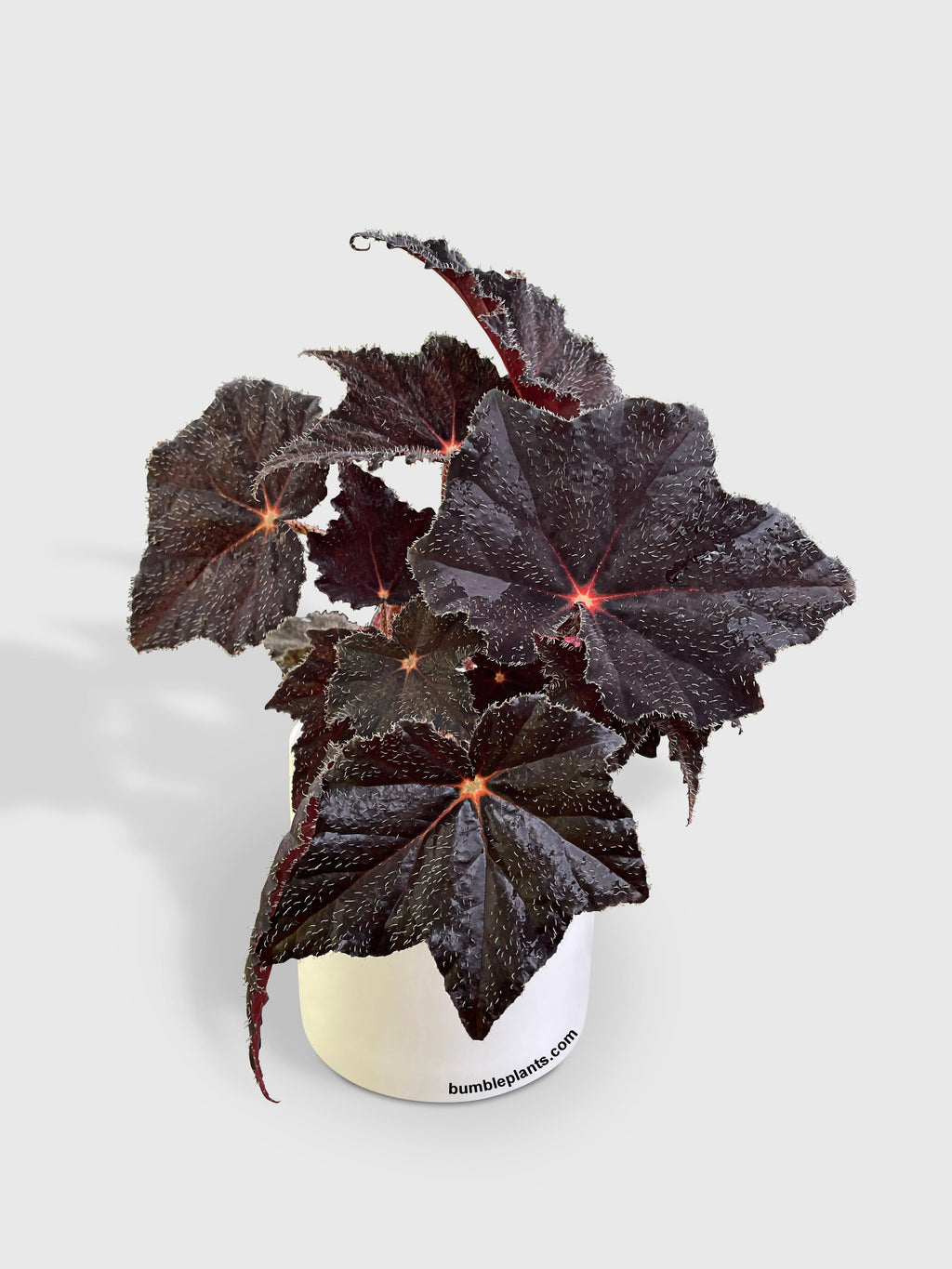 Bumble Plants Begonia Black Fuzz Hallows Eye