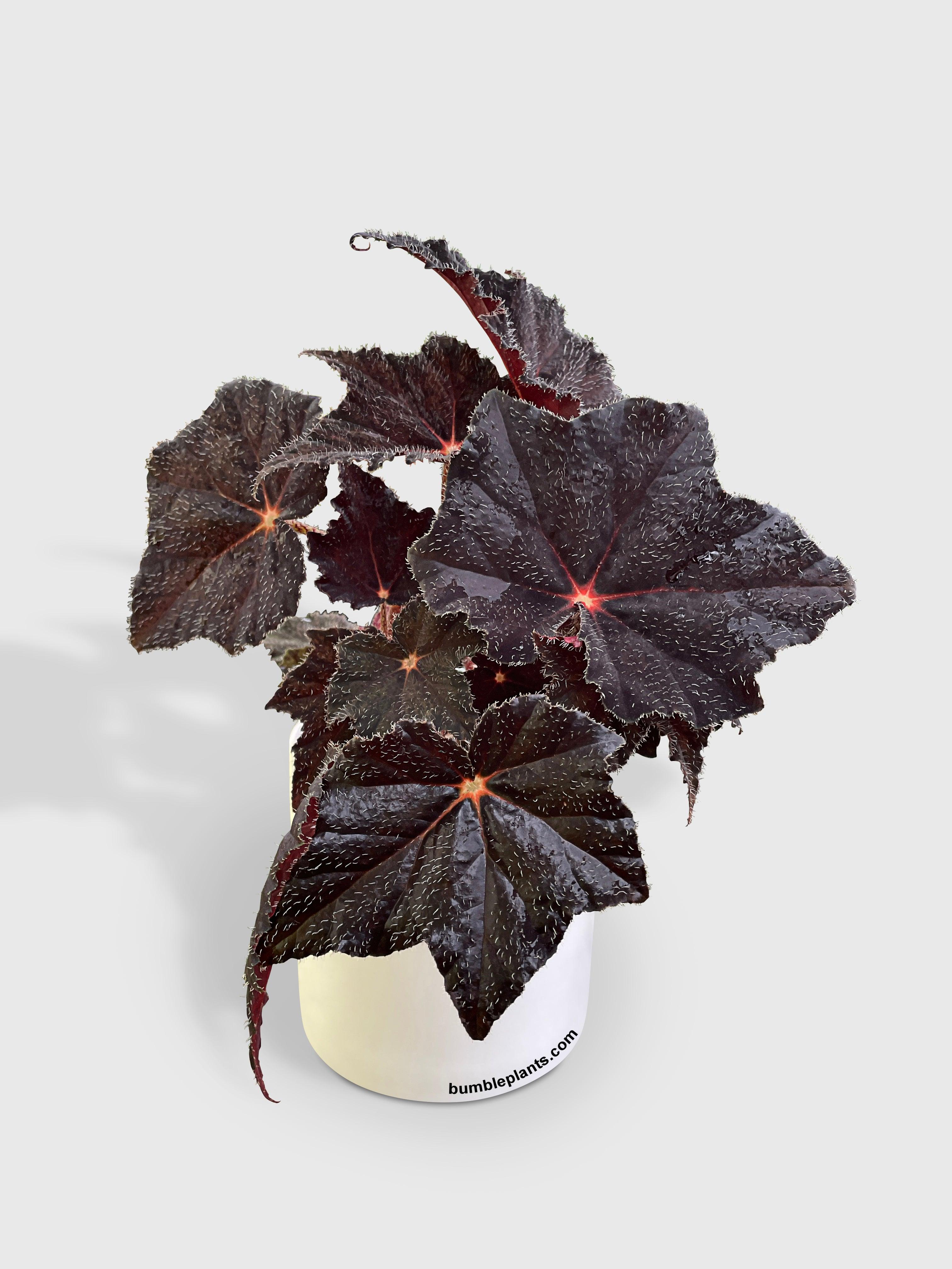 Bumble Plants Begonia Black Fuzz Hallows Eye