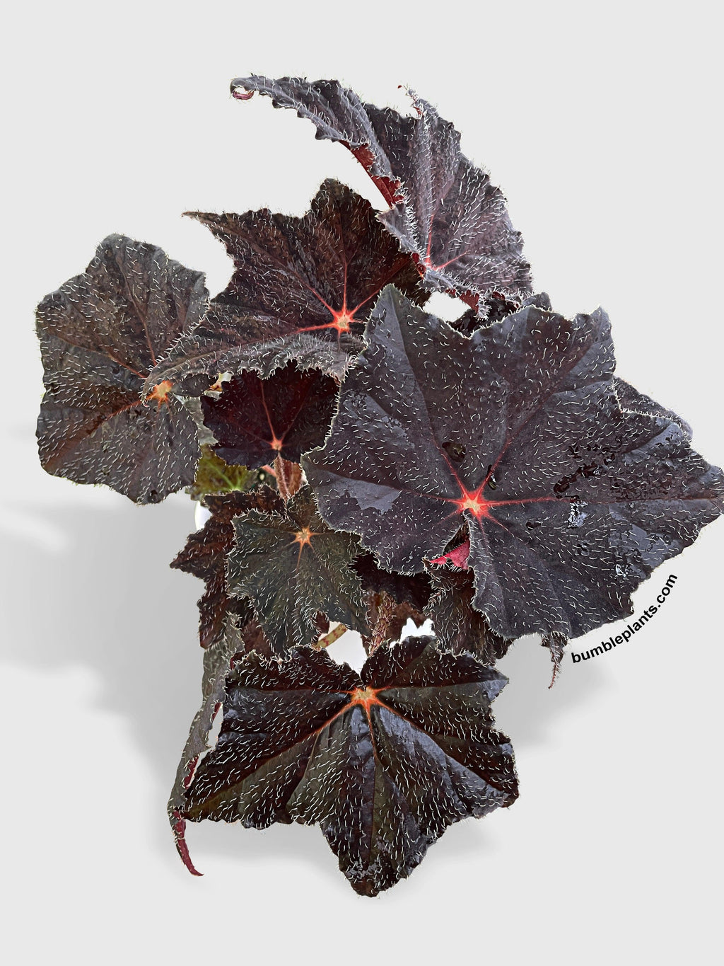 Bumble Plants Begonia Black Fuzz Hallows Eye