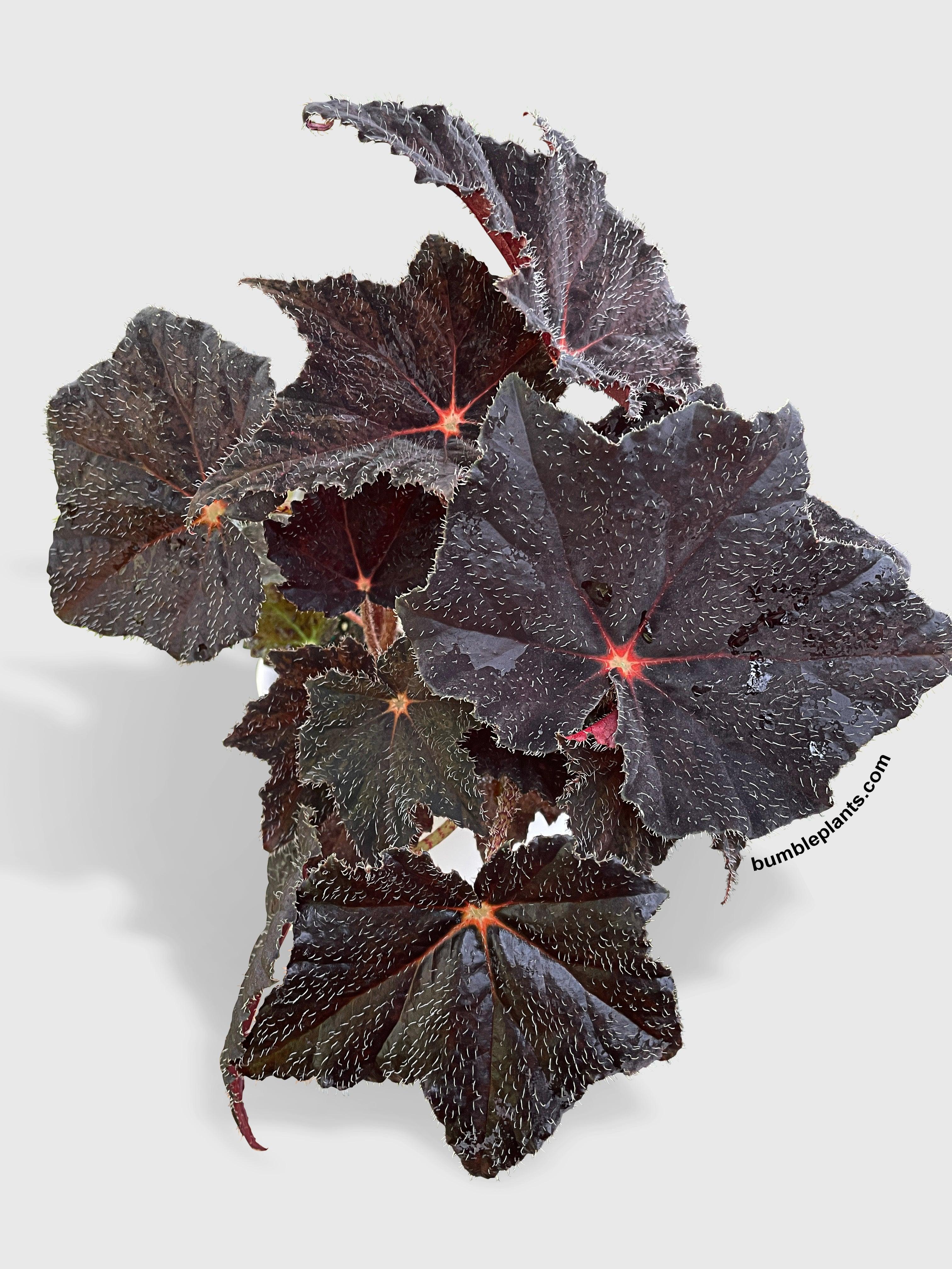 Bumble Plants Begonia Black Fuzz Hallows Eye