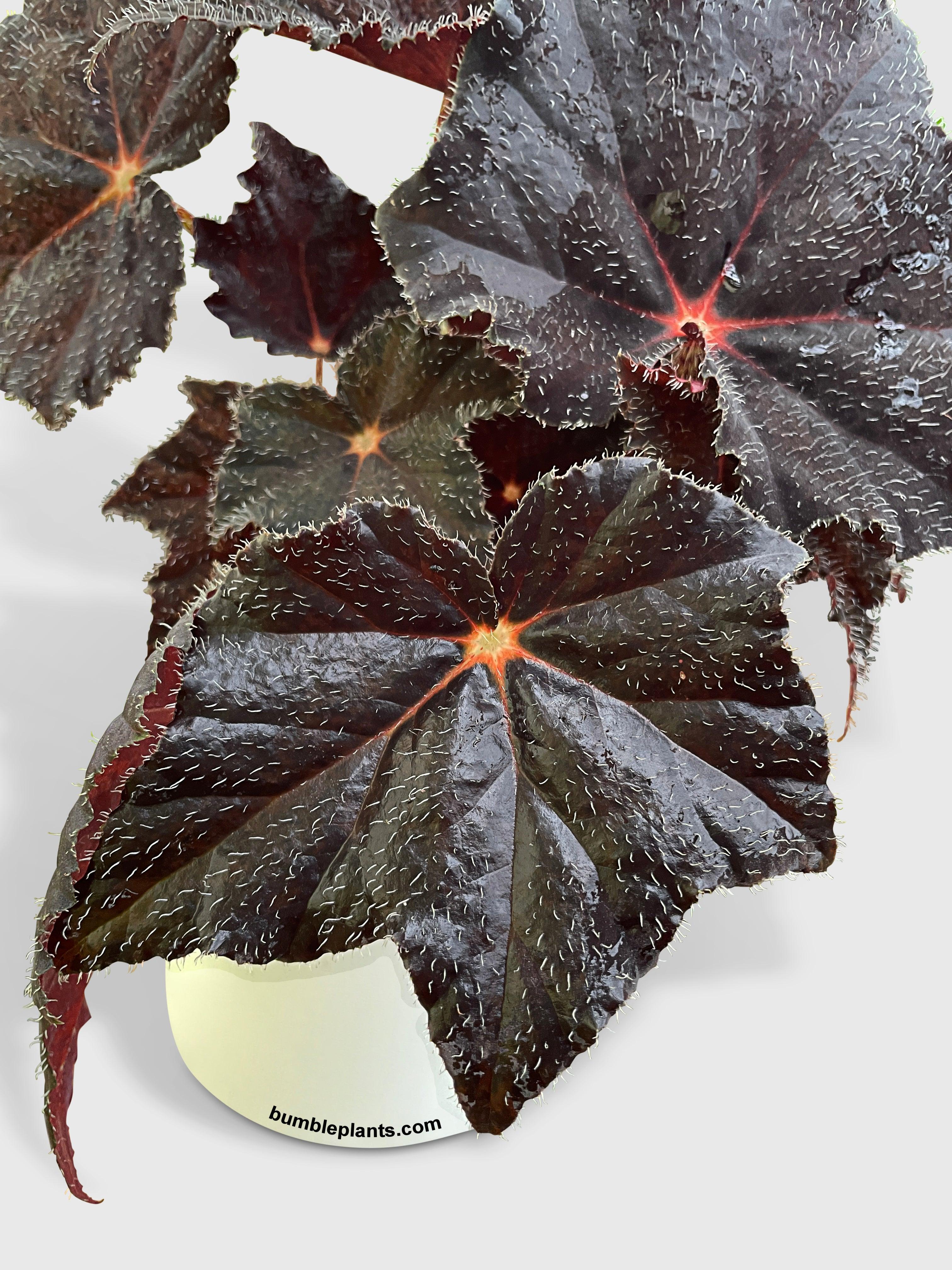 Bumble Plants Begonia Black Fuzz Hallows Eye