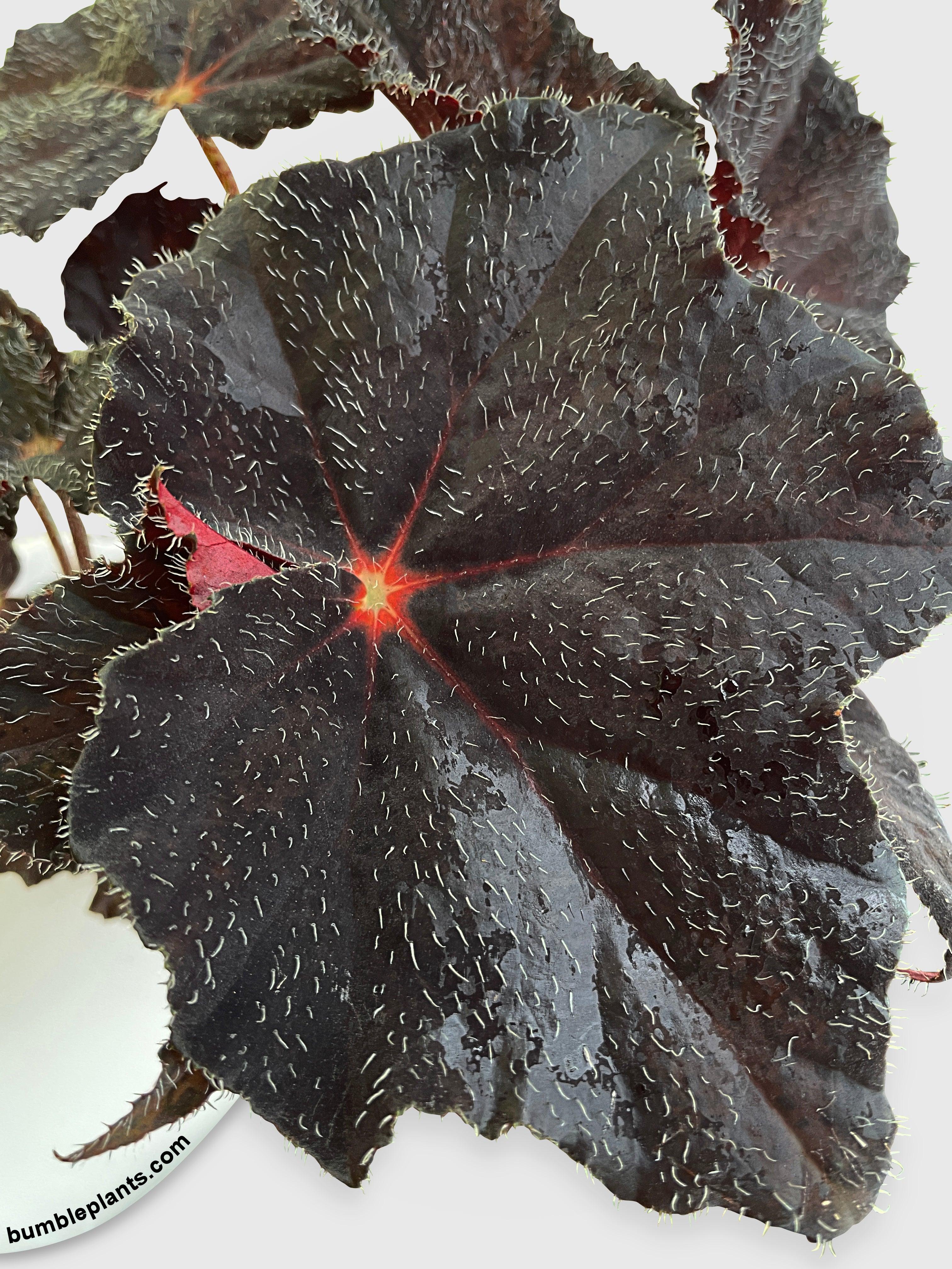 Bumble Plants Begonia Black Fuzz Hallows Eye