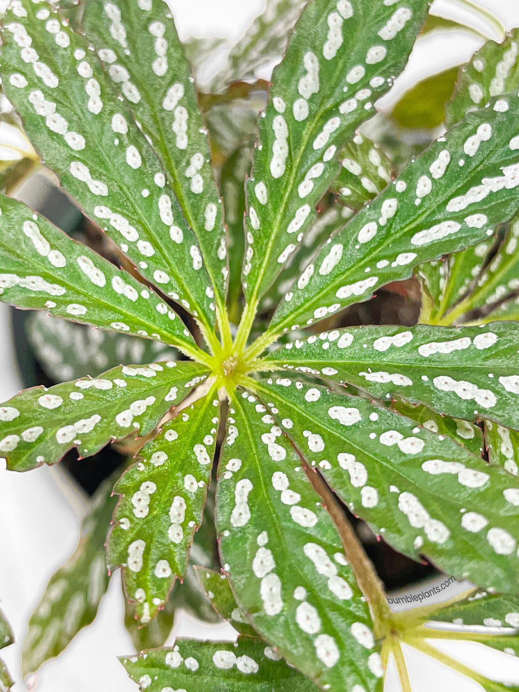 Bumble Plants Begonia Hemsleyana Variegata (Silver Dots U404)