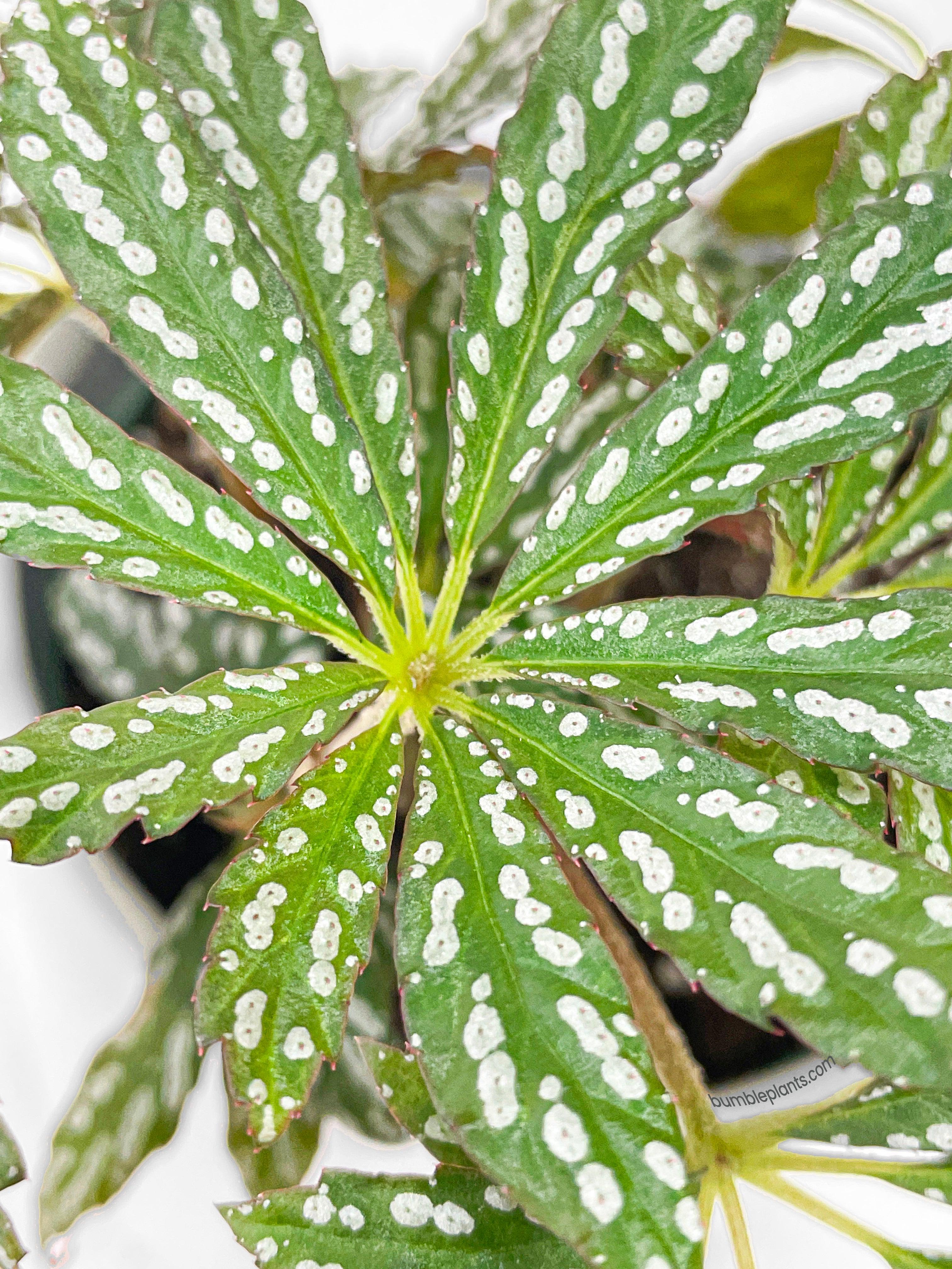Bumble Plants Begonia Hemsleyana Variegata (Silver Dots U404)