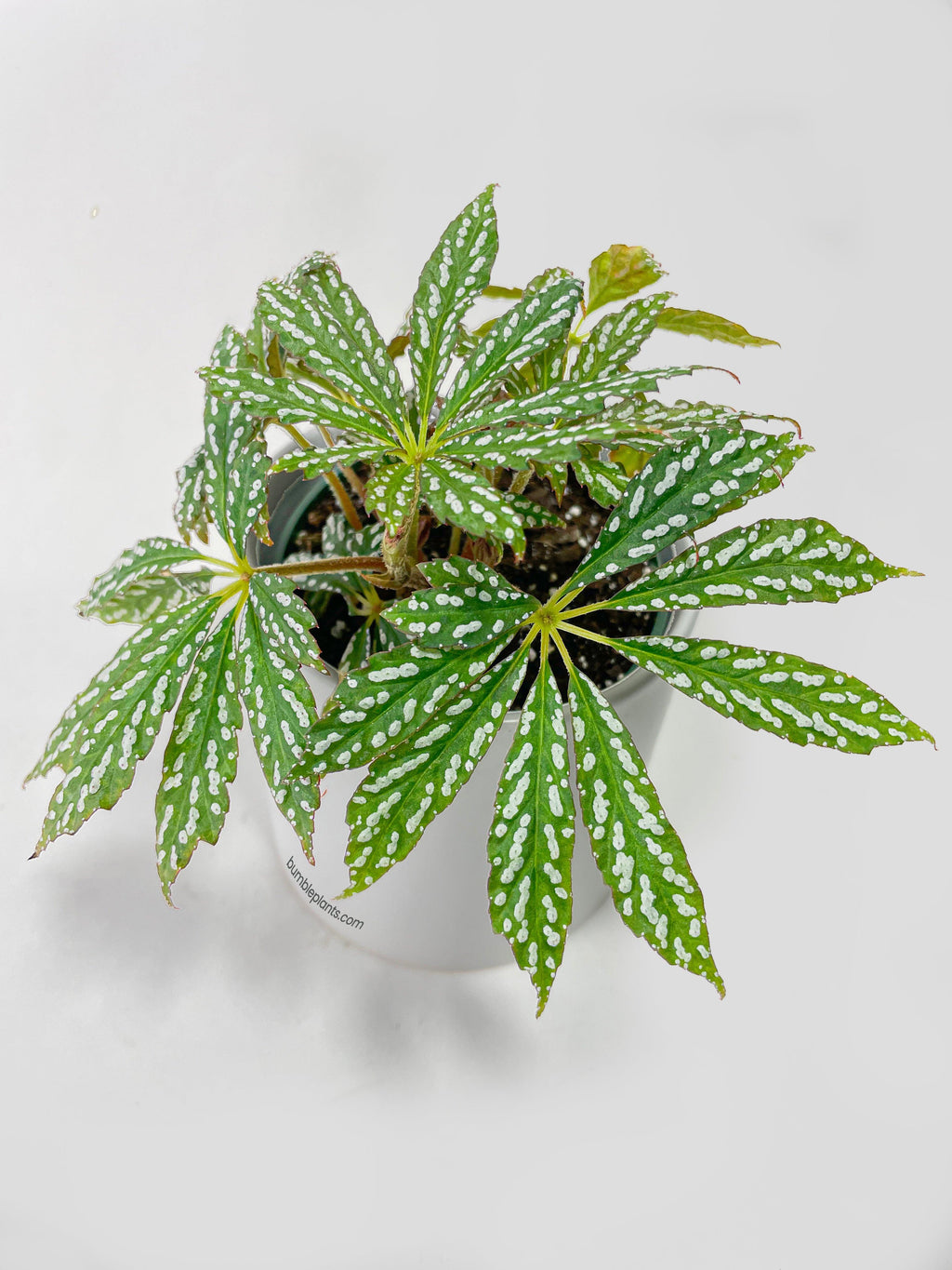 Bumble Plants Begonia Hemsleyana Variegata (Silver Dots U404)